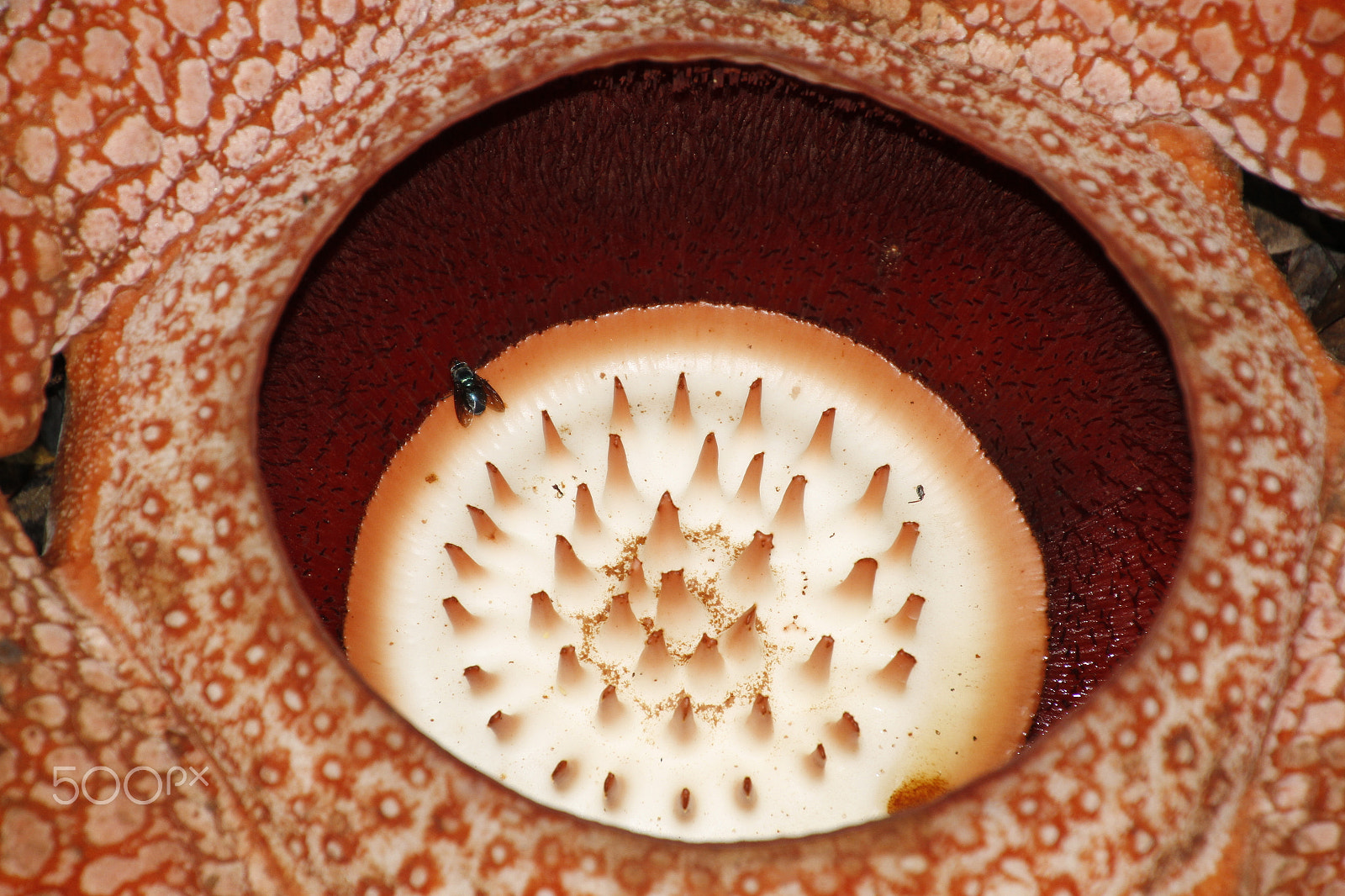 Canon EOS 7D sample photo. Carnivorous volcano photography