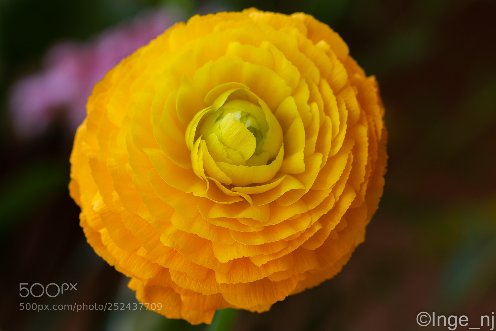 Canon EOS 70D sample photo. Ranunculus photography