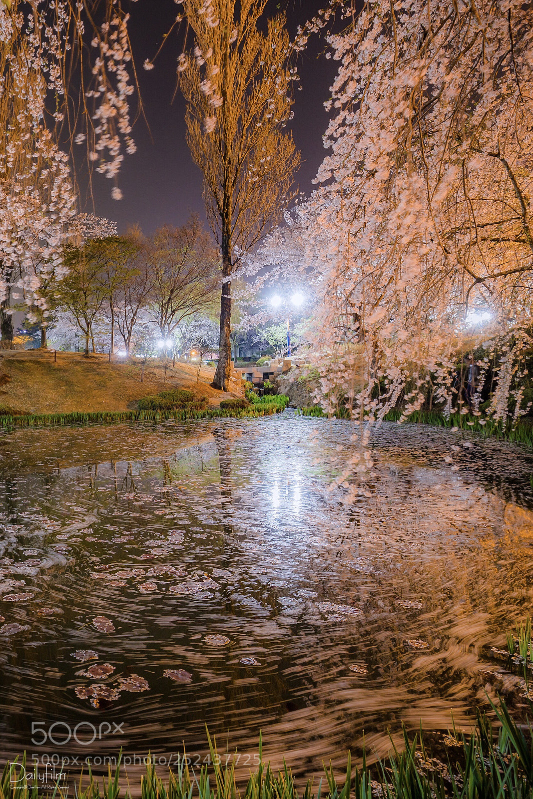 Canon EOS 6D Mark II sample photo. Spring garden  photography