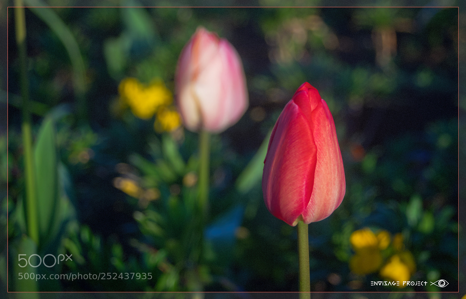 Sony a7R sample photo. Red tulip photography