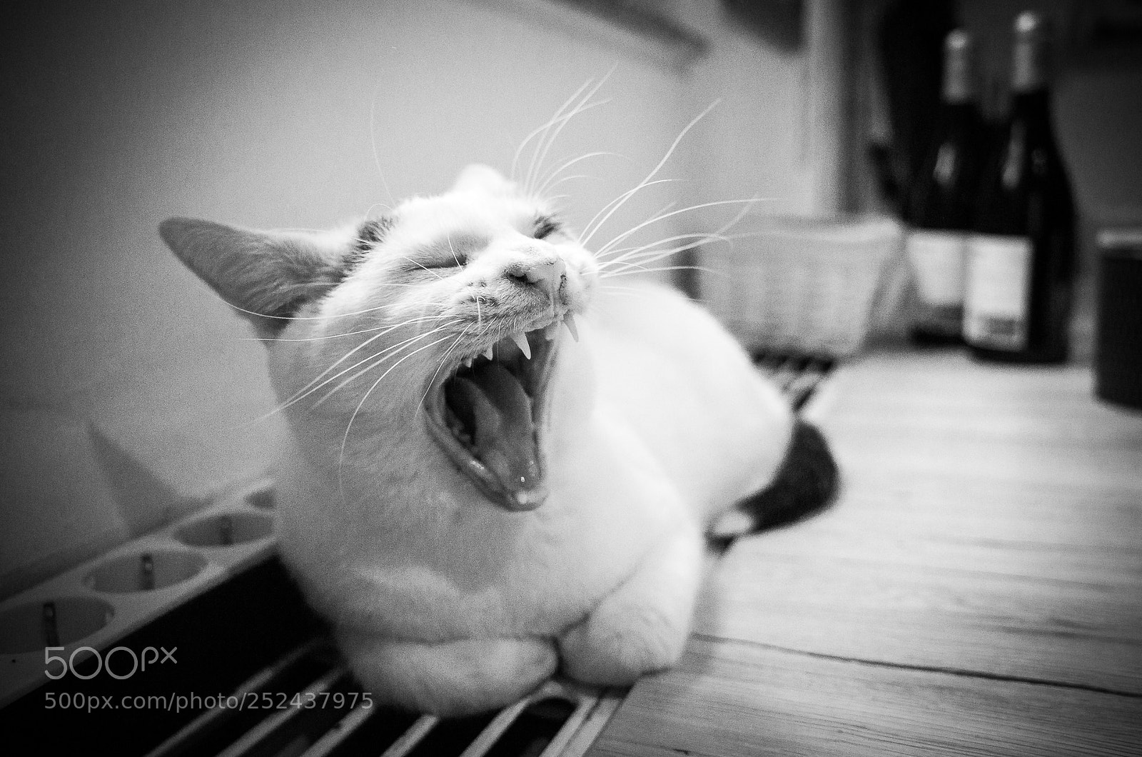 Ricoh GR sample photo. Say ahhh ! photography