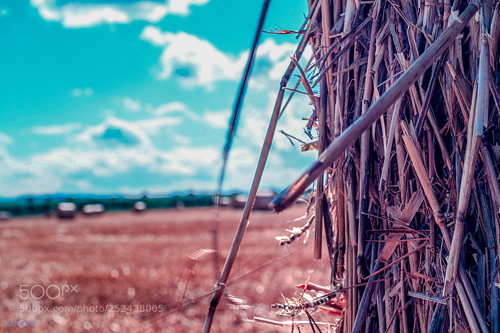 Canon EOS 7D Mark II sample photo. Summertime photography