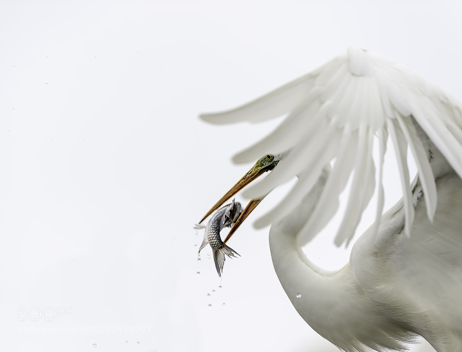 Nikon D4 sample photo. Egrets ballet photography