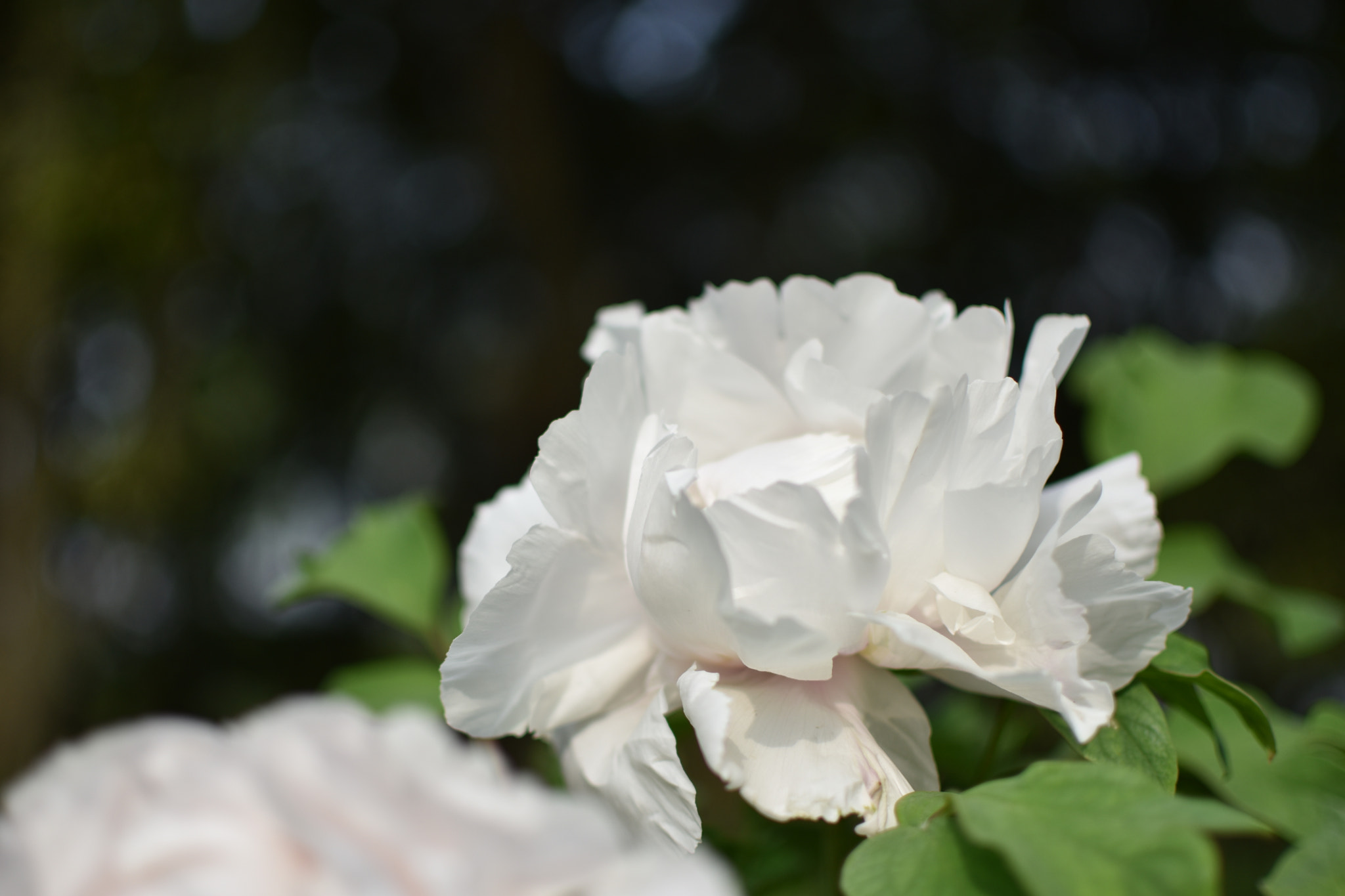 Nikon AF-S DX Nikkor 35mm F1.8G sample photo. 上海植物园 photography