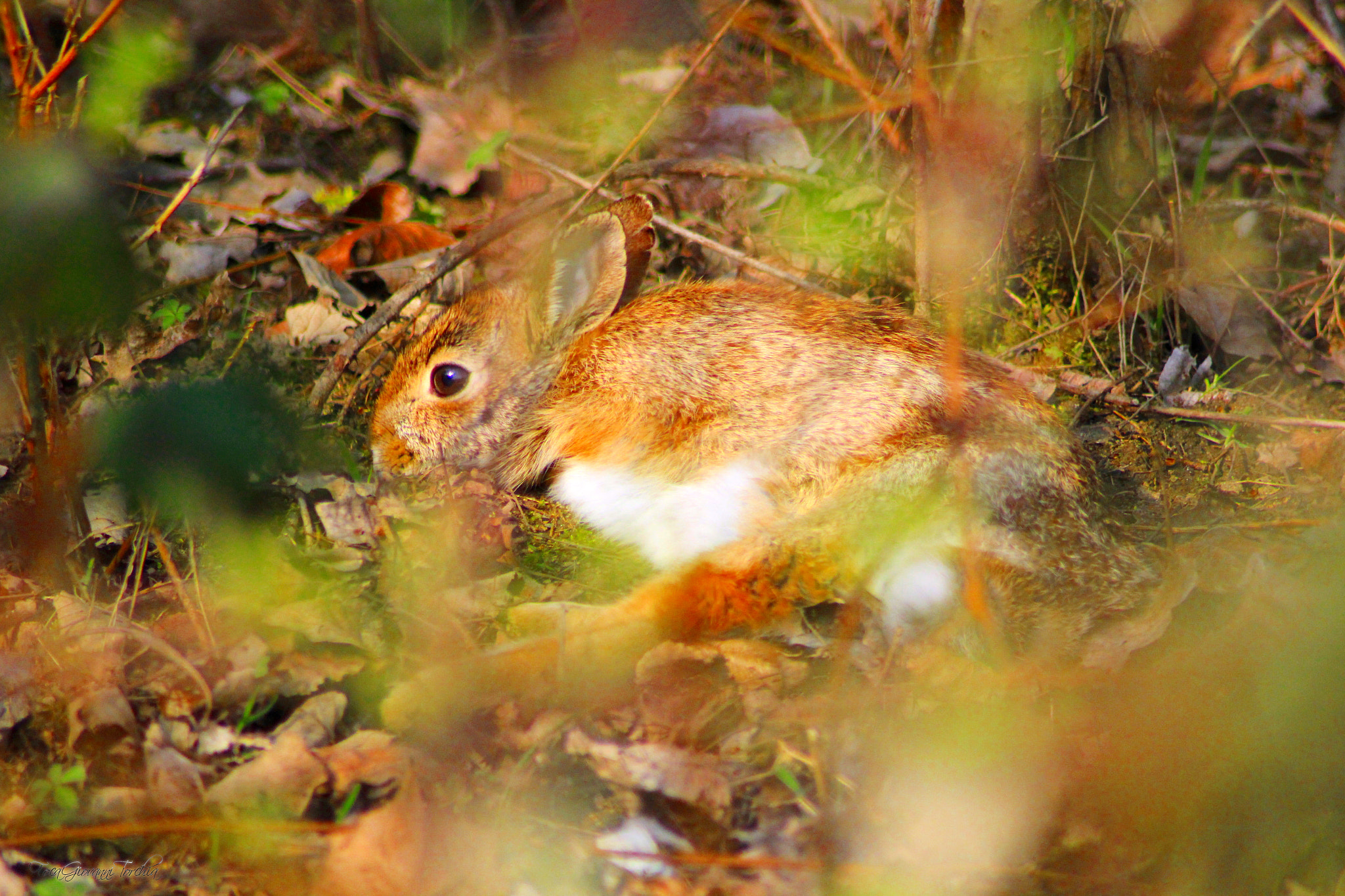 Canon EOS 1200D (EOS Rebel T5 / EOS Kiss X70 / EOS Hi) sample photo. Hare undermines... photography