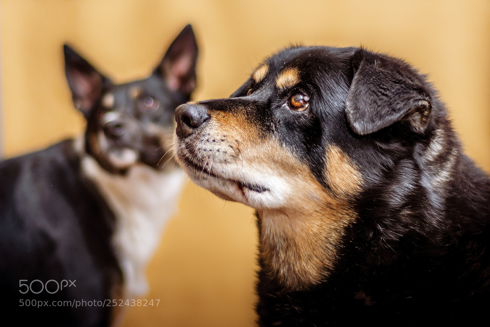 Nikon D7100 sample photo. Good dogs photography