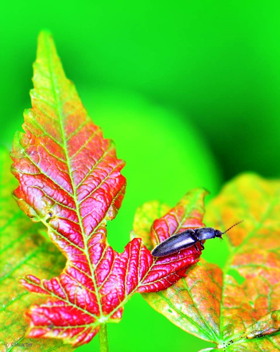 Nikon AF-S Micro-Nikkor 105mm F2.8G IF-ED VR sample photo. Petit mais vorace ! photography