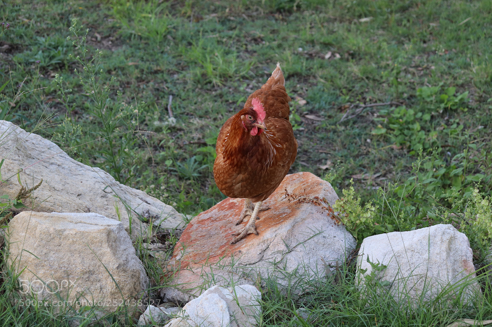 Canon EOS 200D (EOS Rebel SL2 / EOS Kiss X9) sample photo. Chicken photography
