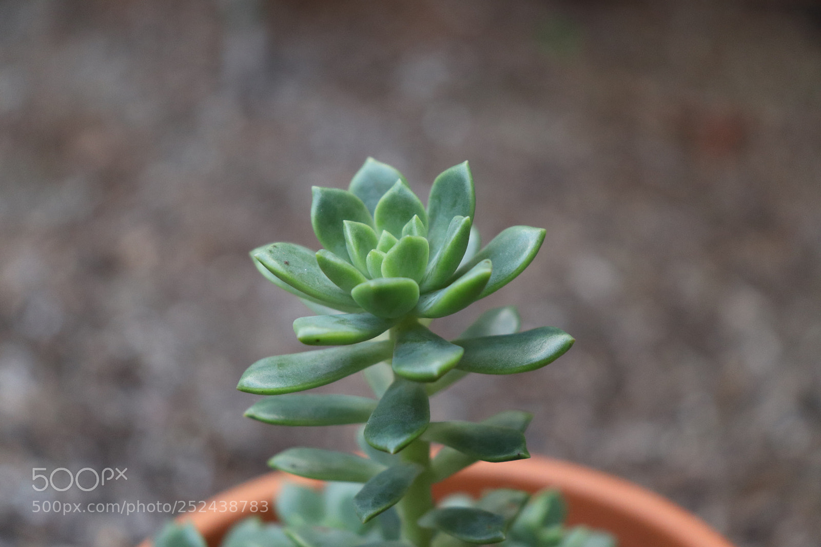 Canon EOS 200D (EOS Rebel SL2 / EOS Kiss X9) sample photo. Succulent photography