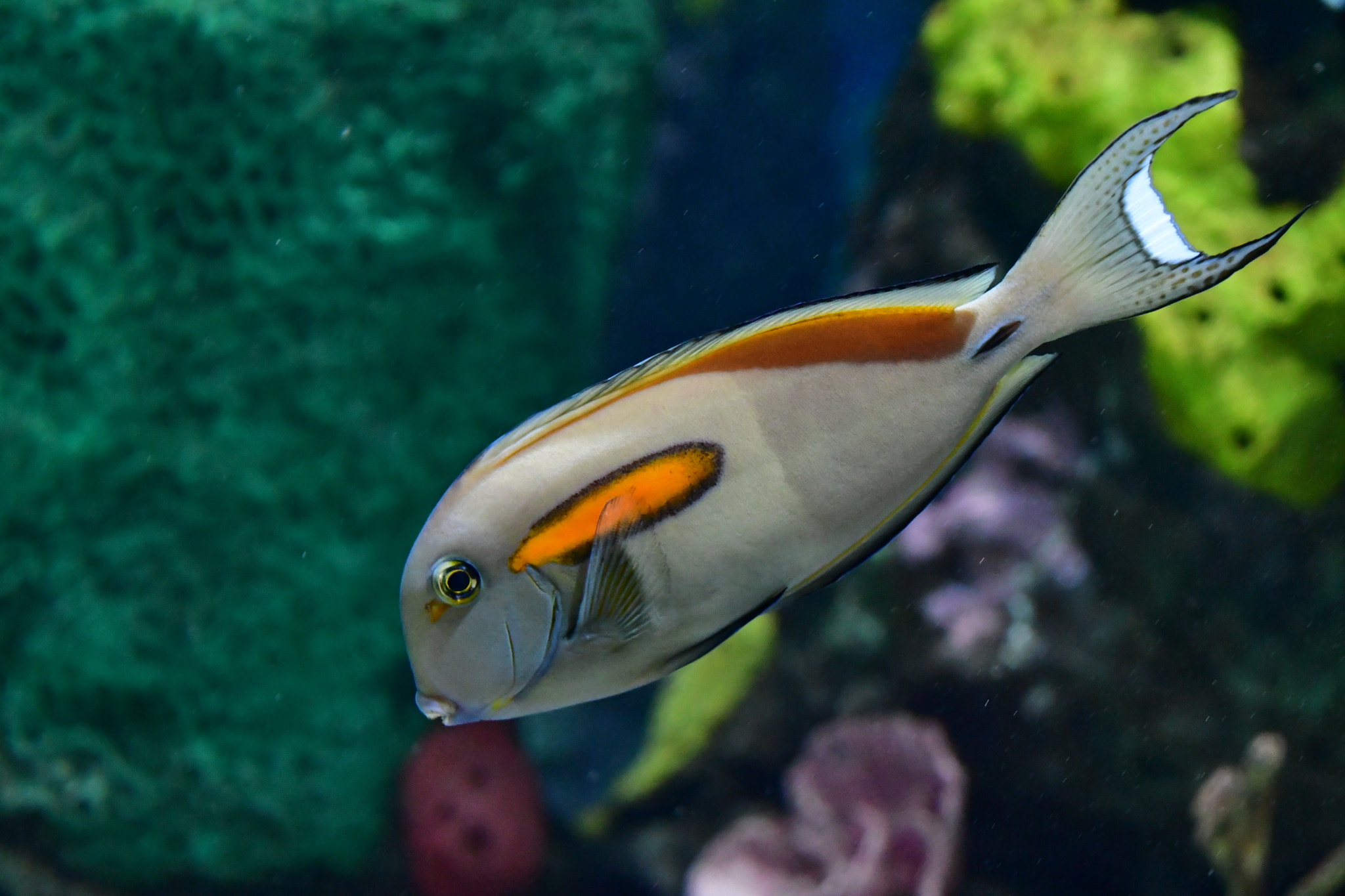 Nikon D7500 sample photo. Diving in the deep  photography