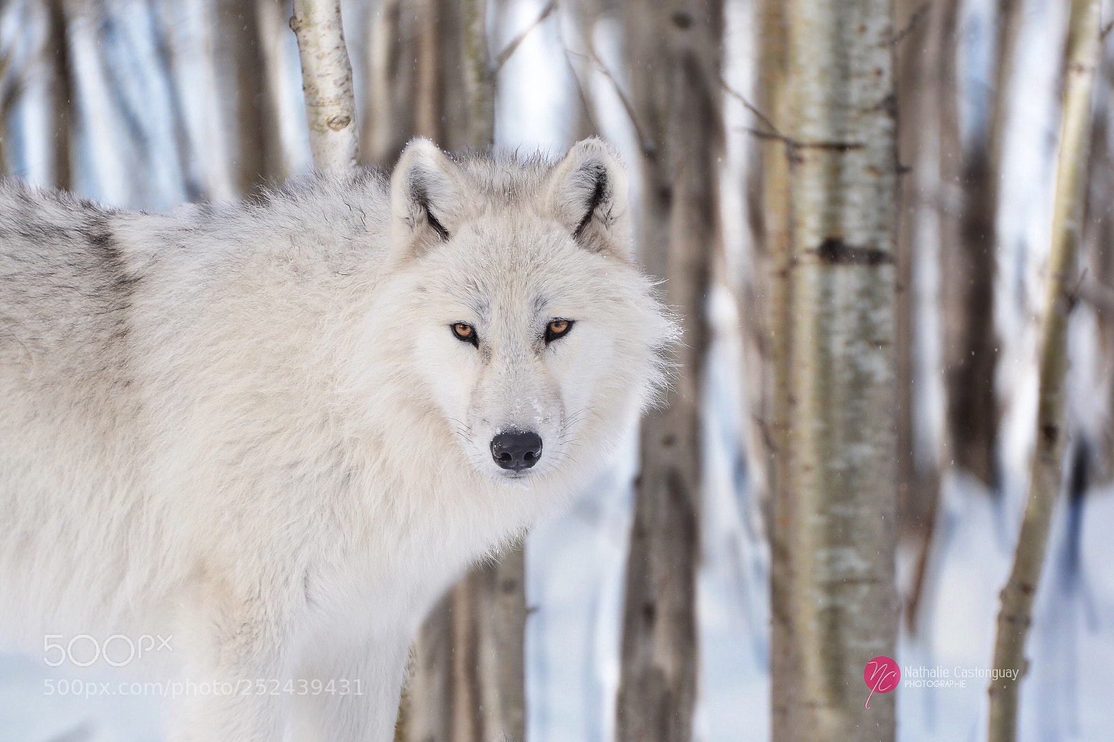 Nikon D7100 sample photo. Belle louve photography