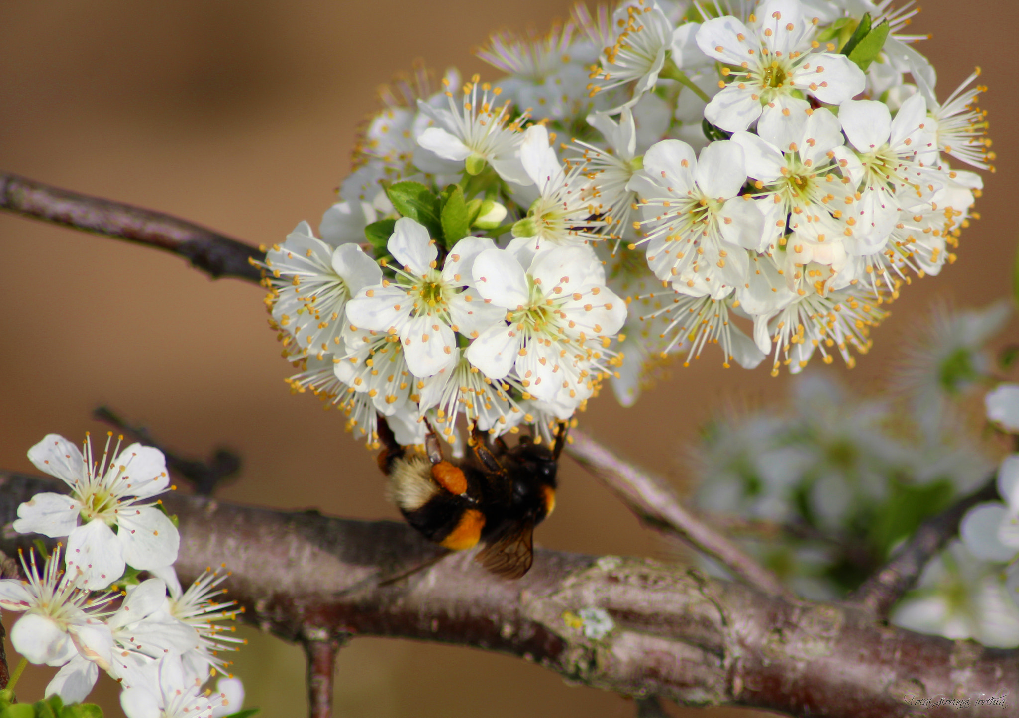 Canon EOS 1200D (EOS Rebel T5 / EOS Kiss X70 / EOS Hi) sample photo. Primavera...bombo photography