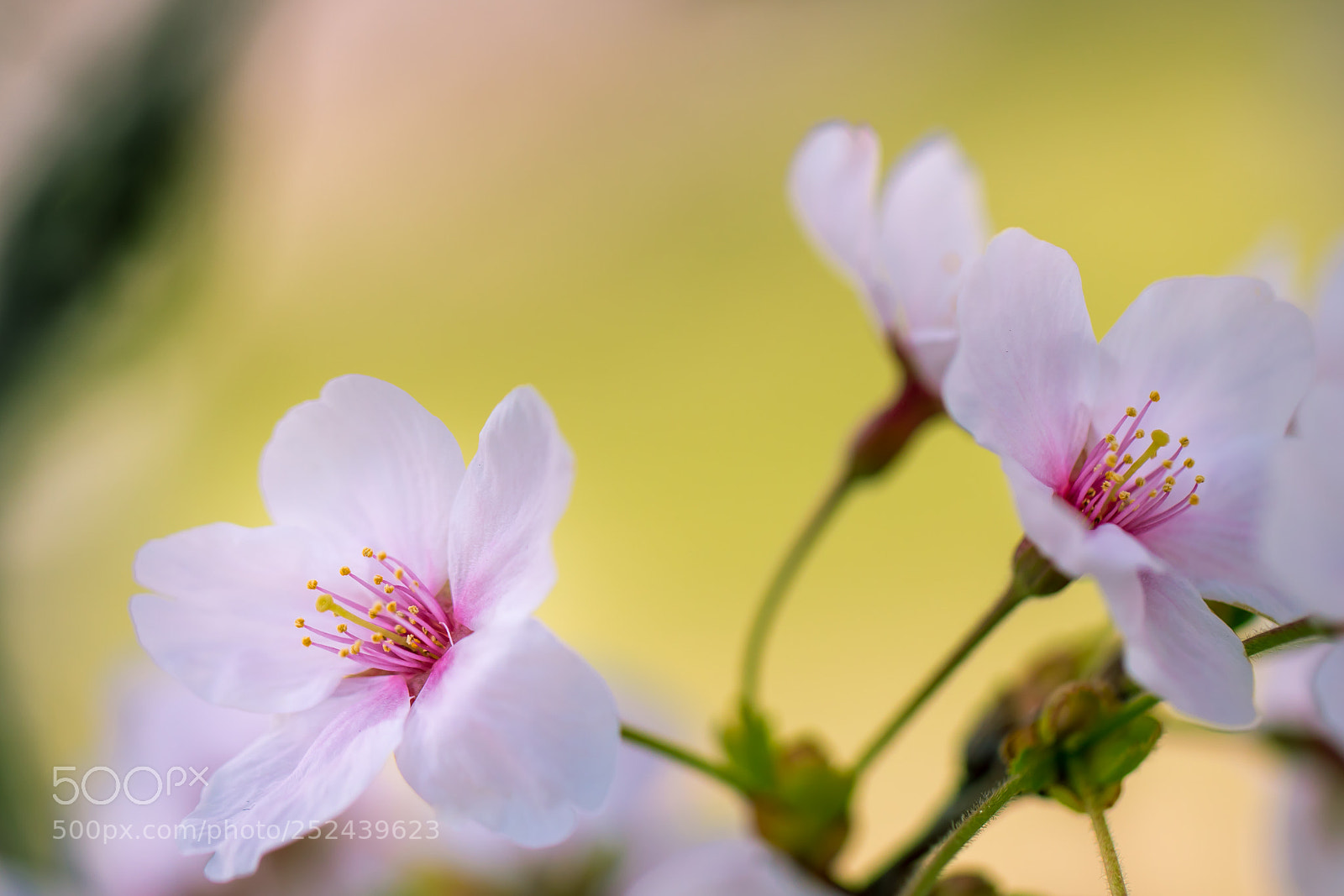 Canon EOS 5D Mark IV sample photo. Sakura photography