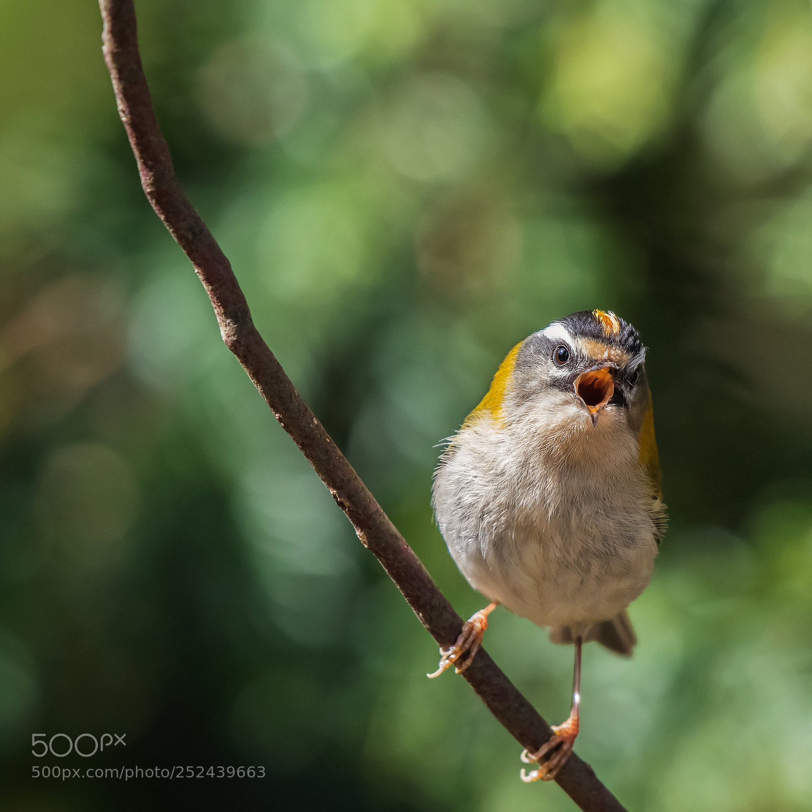 Nikon D500 sample photo. Firecrest photography