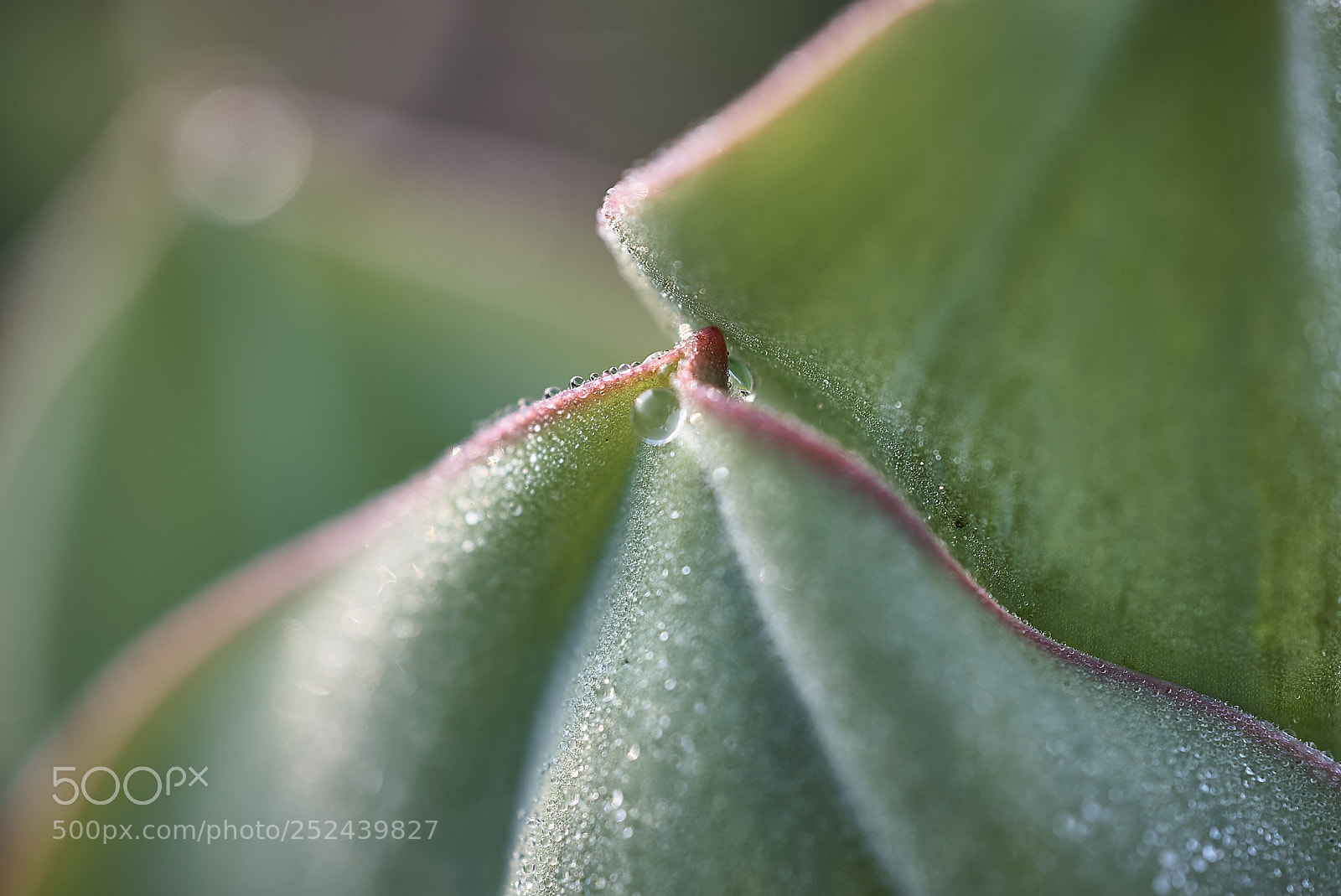 Sony a7S sample photo. Touch photography