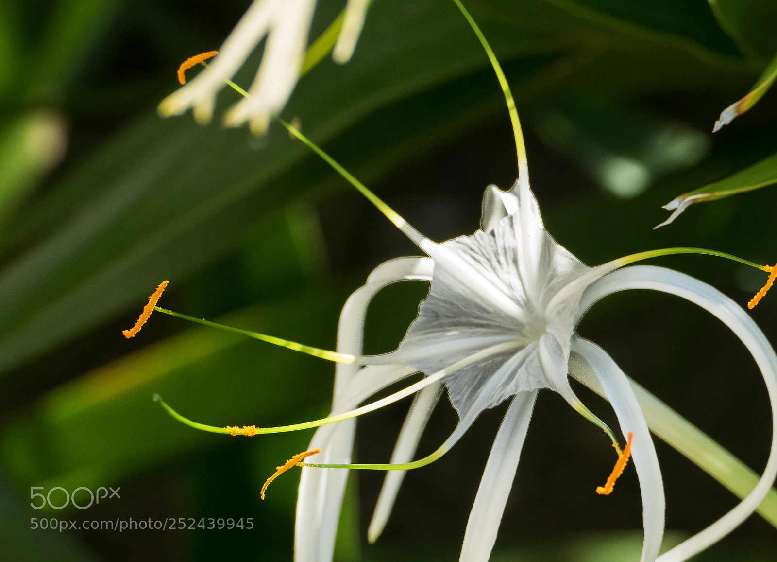 Panasonic Lumix DMC-FZ1000 sample photo. Floral octopus photography