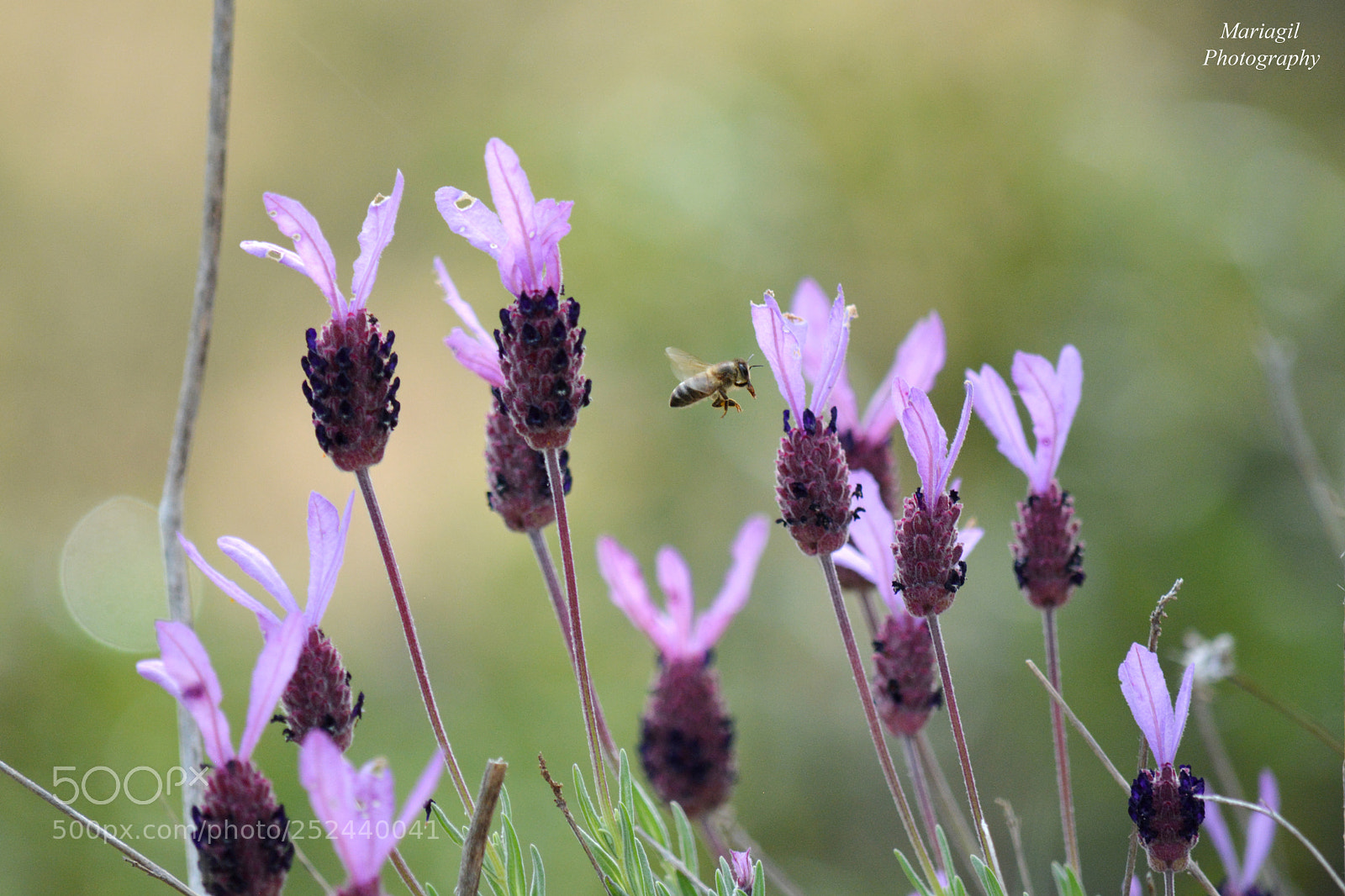 Nikon D5200 sample photo. Abeja en vuelo photography