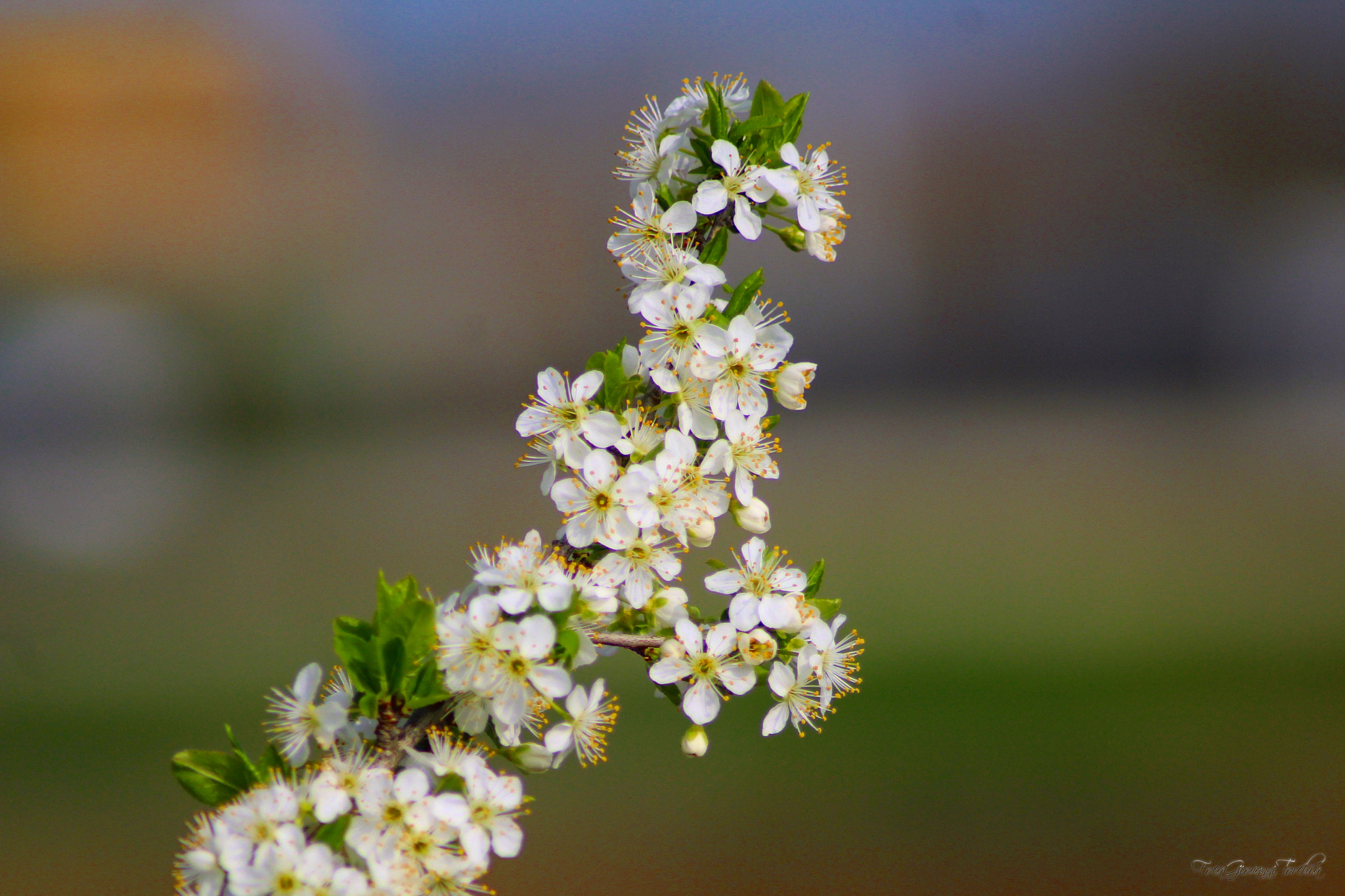 Canon EOS 1200D (EOS Rebel T5 / EOS Kiss X70 / EOS Hi) sample photo. Primavera photography