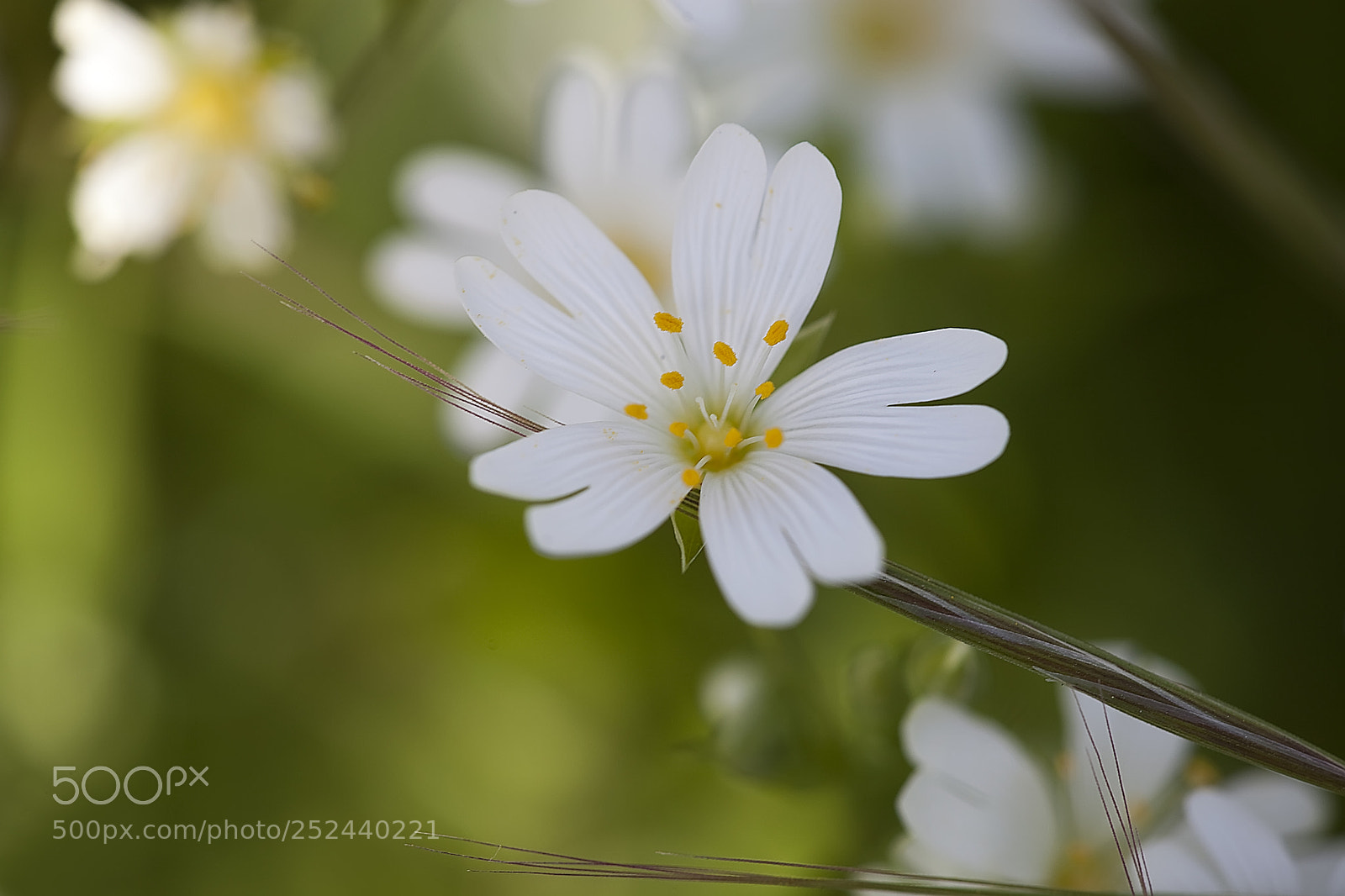 Canon EOS 5D Mark II sample photo. Pétales de printemps photography