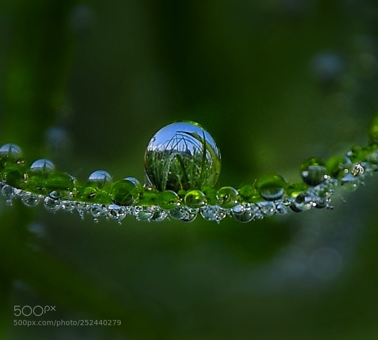 Nikon D7200 sample photo. Through the droplet photography