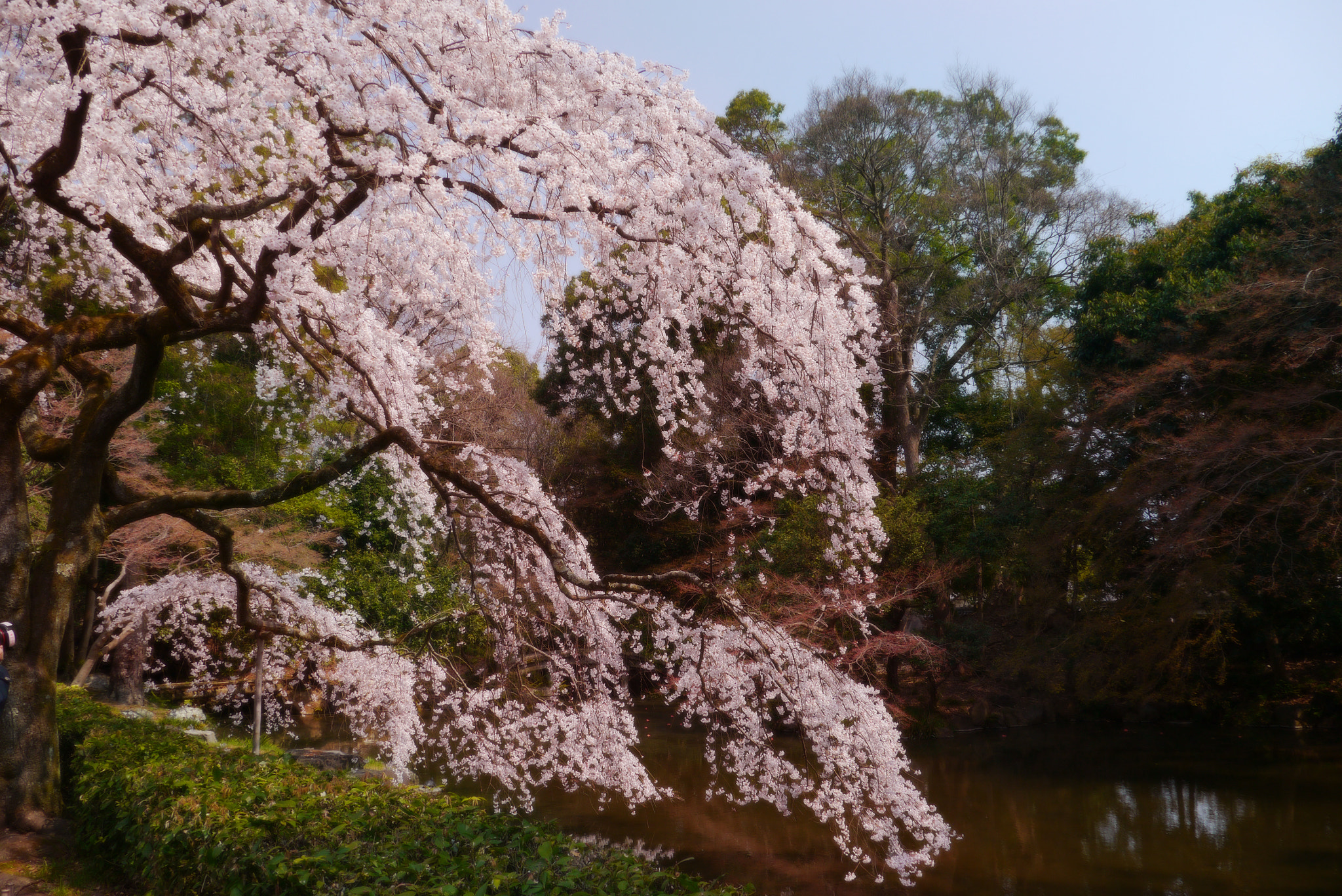 Panasonic Lumix DMC-GX1 sample photo. Spring in kyoto photography