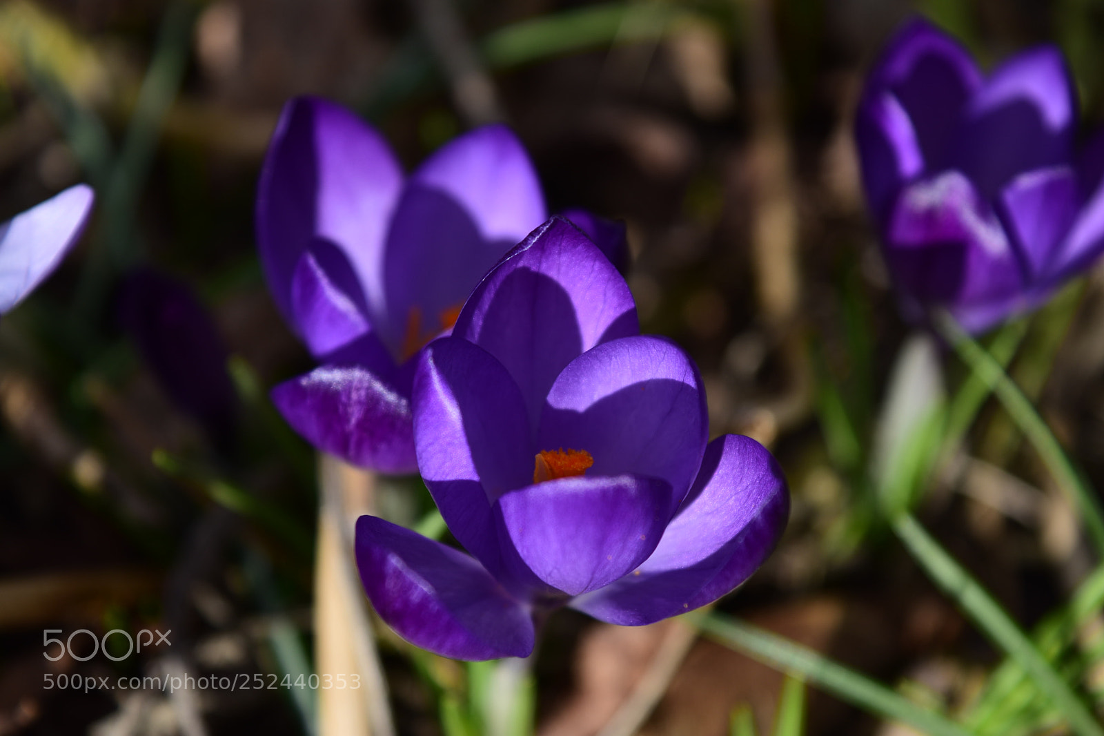 Nikon D5500 sample photo. Crocus photography