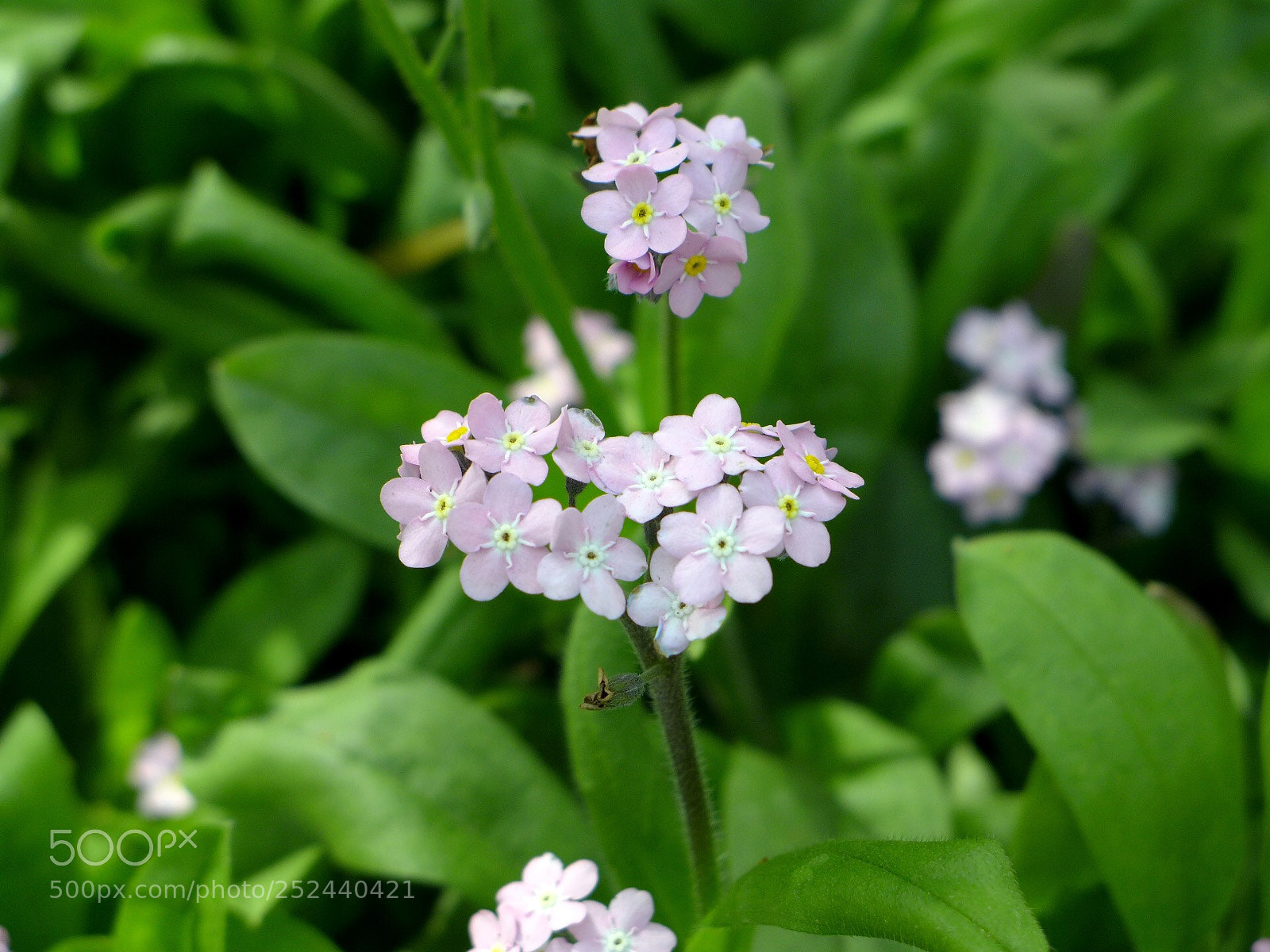 Panasonic Lumix DMC-LX7 sample photo. Beautiful photography