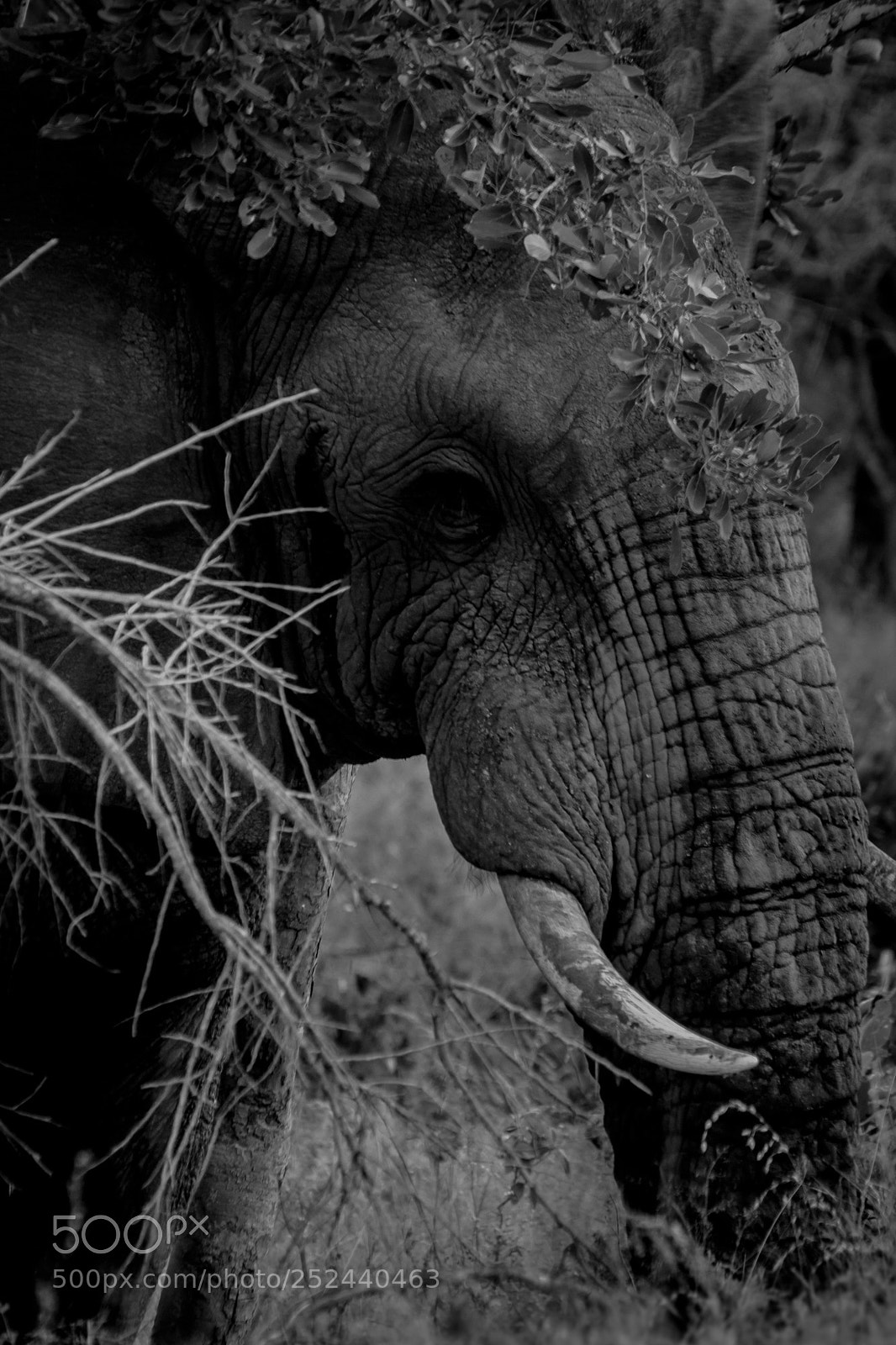 Canon EOS 60D sample photo. Bull elepahnt photography