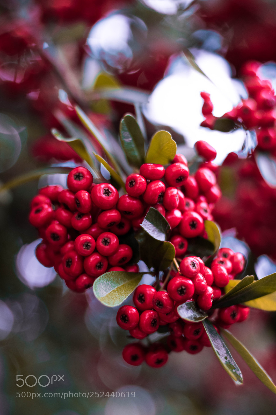 Nikon D3400 sample photo. Red berries photography