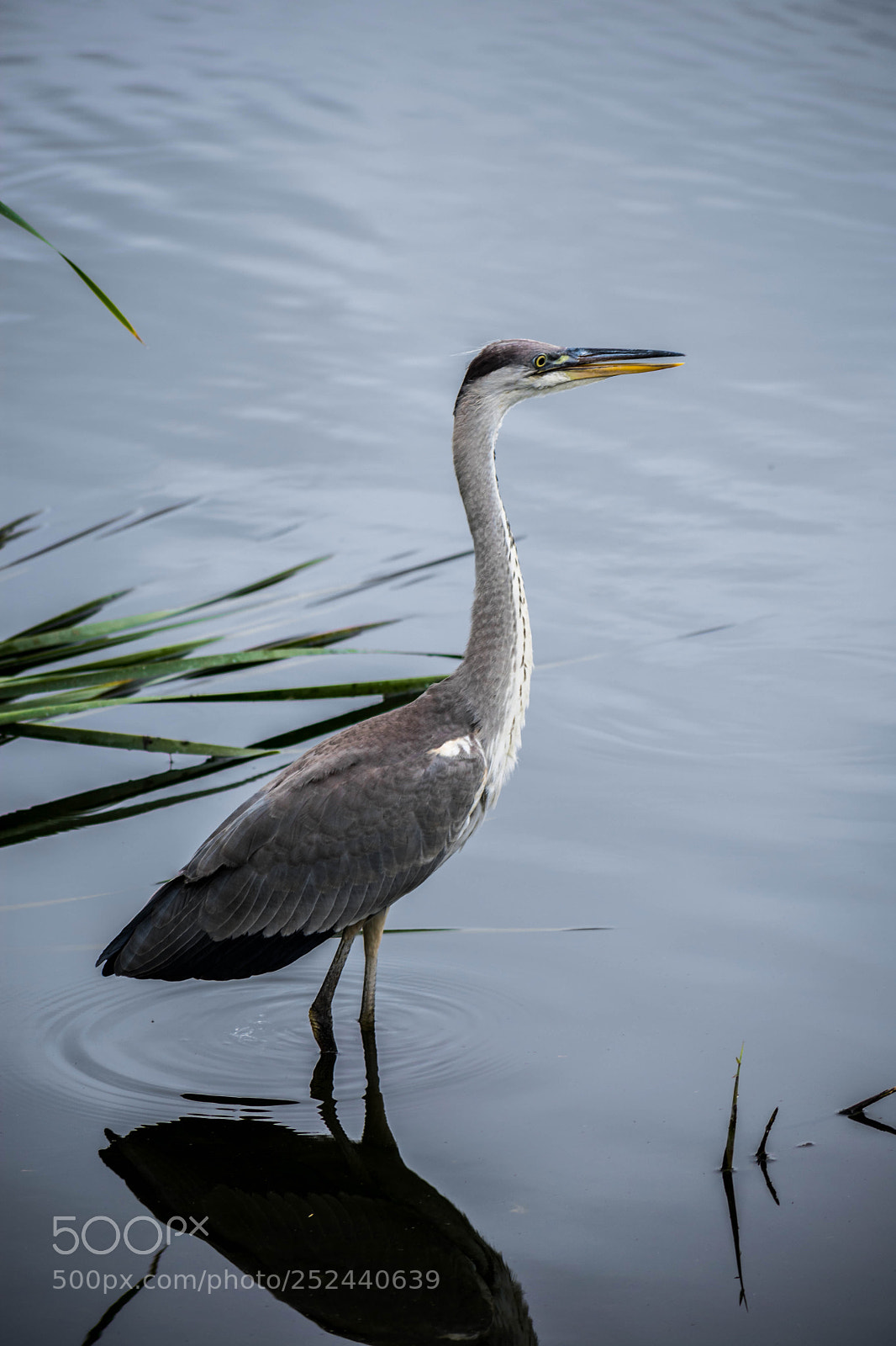 Nikon D3400 sample photo. Grey heron photography