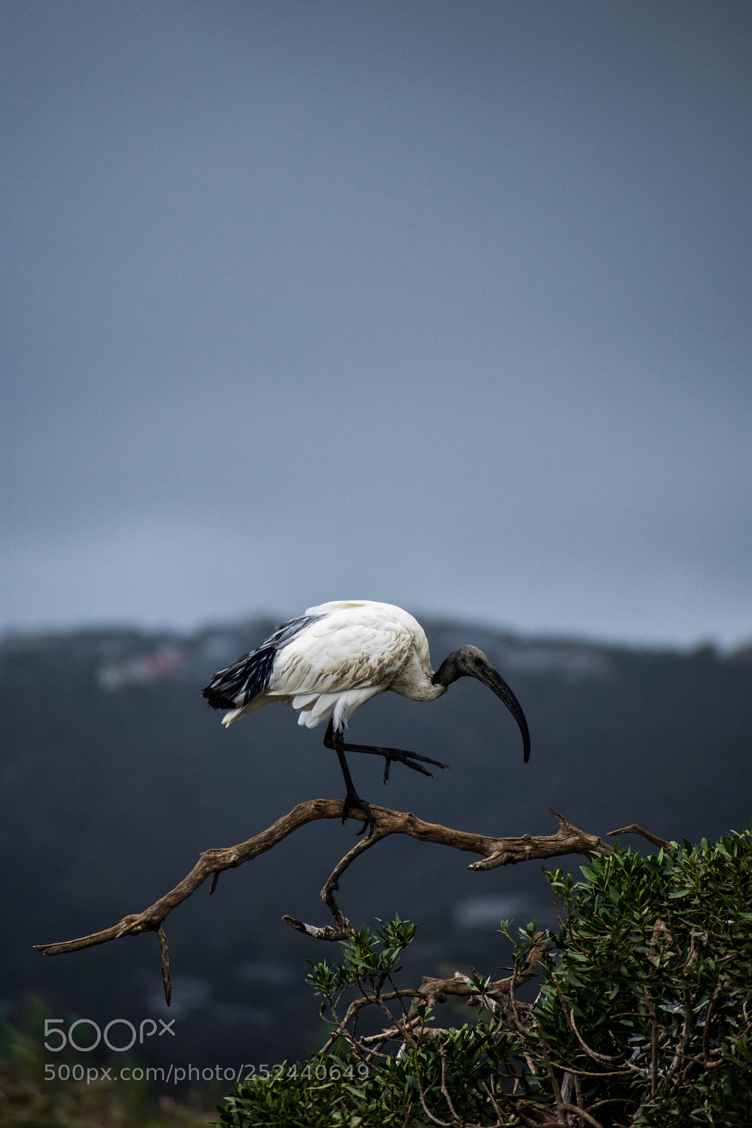 Nikon D3400 sample photo. Ibis landing photography