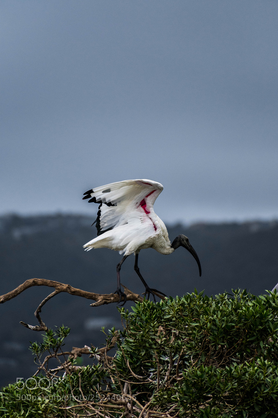 Nikon D3400 sample photo. Ibis landing photography