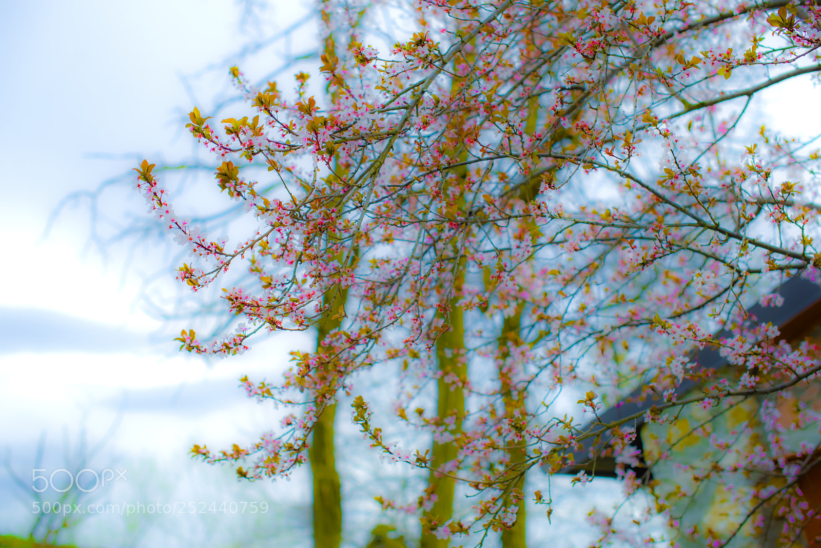 Nikon D600 sample photo. At last sun photography