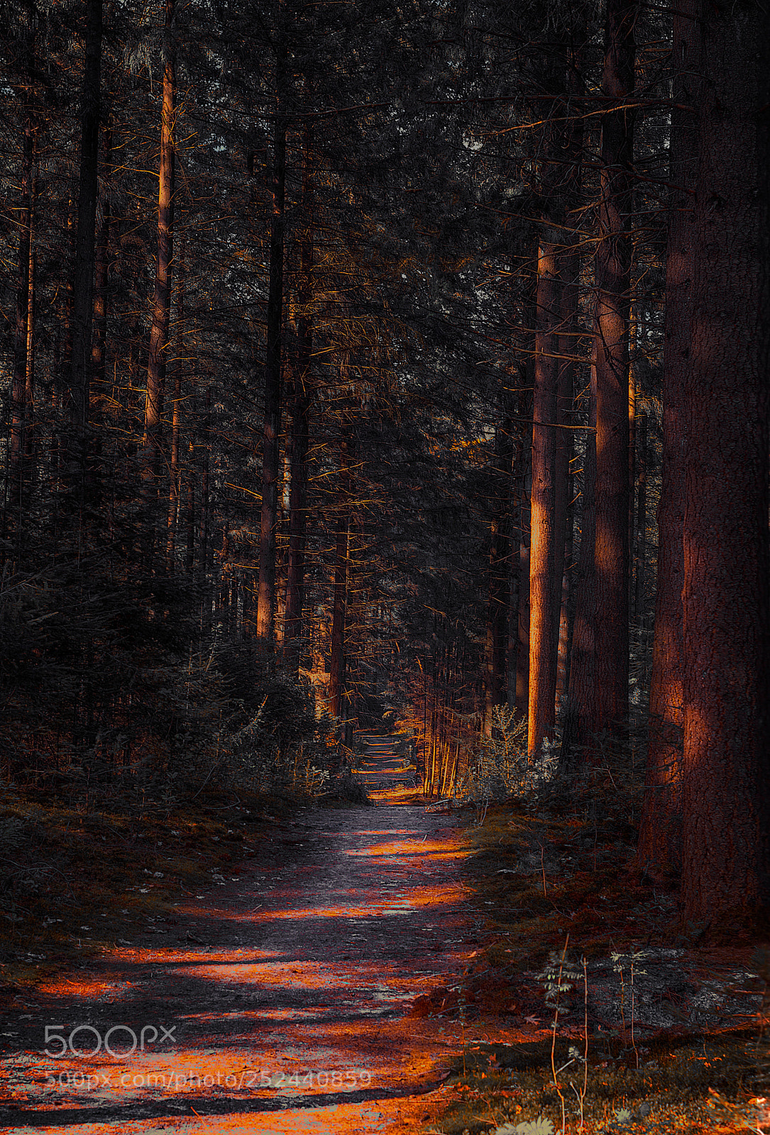 Nikon D5200 sample photo. Dark forrest photography