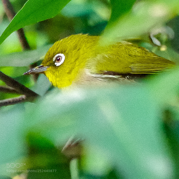 Pentax K-S2 sample photo. Japanese white eye in photography