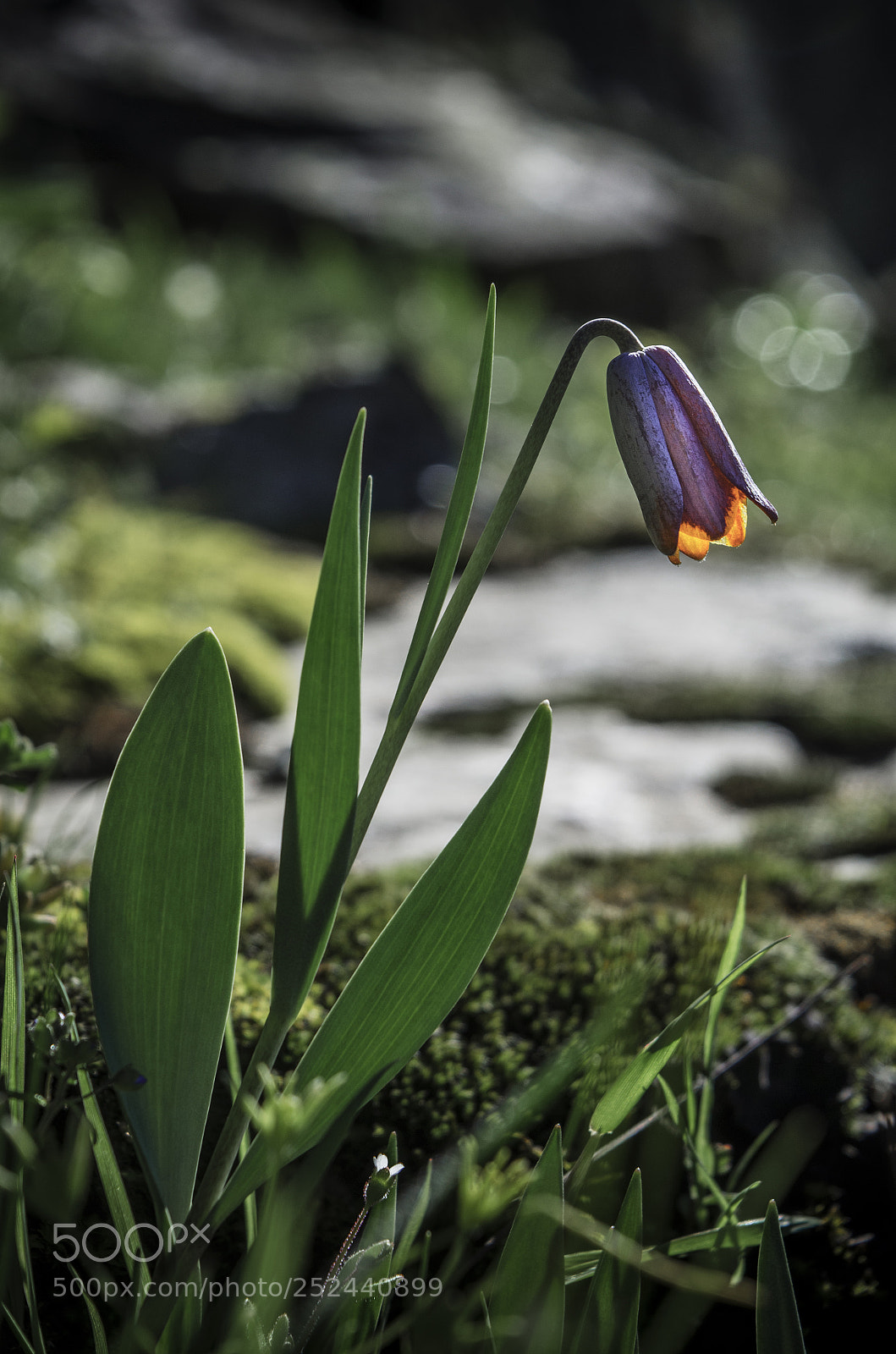 Nikon D7000 sample photo. Tulip photography