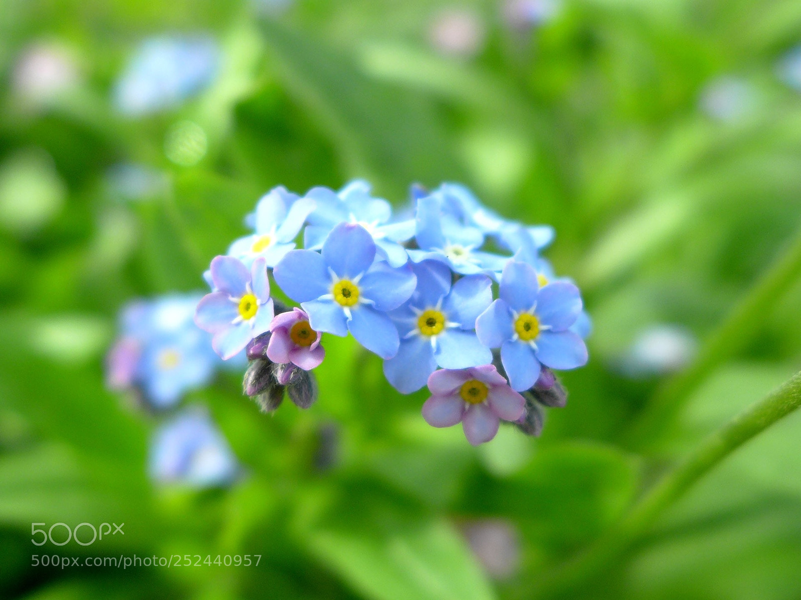 Panasonic Lumix DMC-LX7 sample photo. Beautiful colors photography