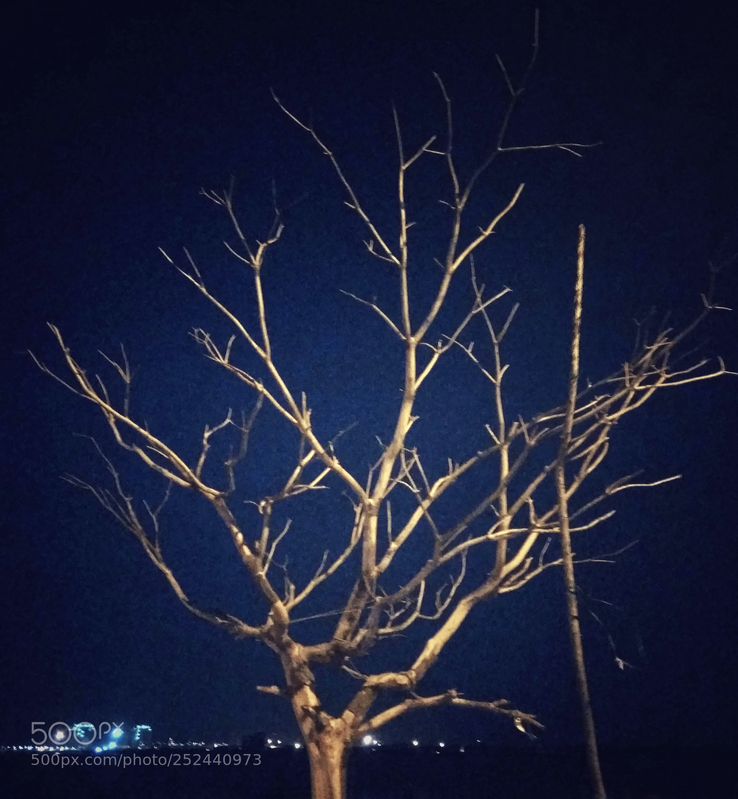 Xiaomi Redmi Note3 sample photo. Tree photography