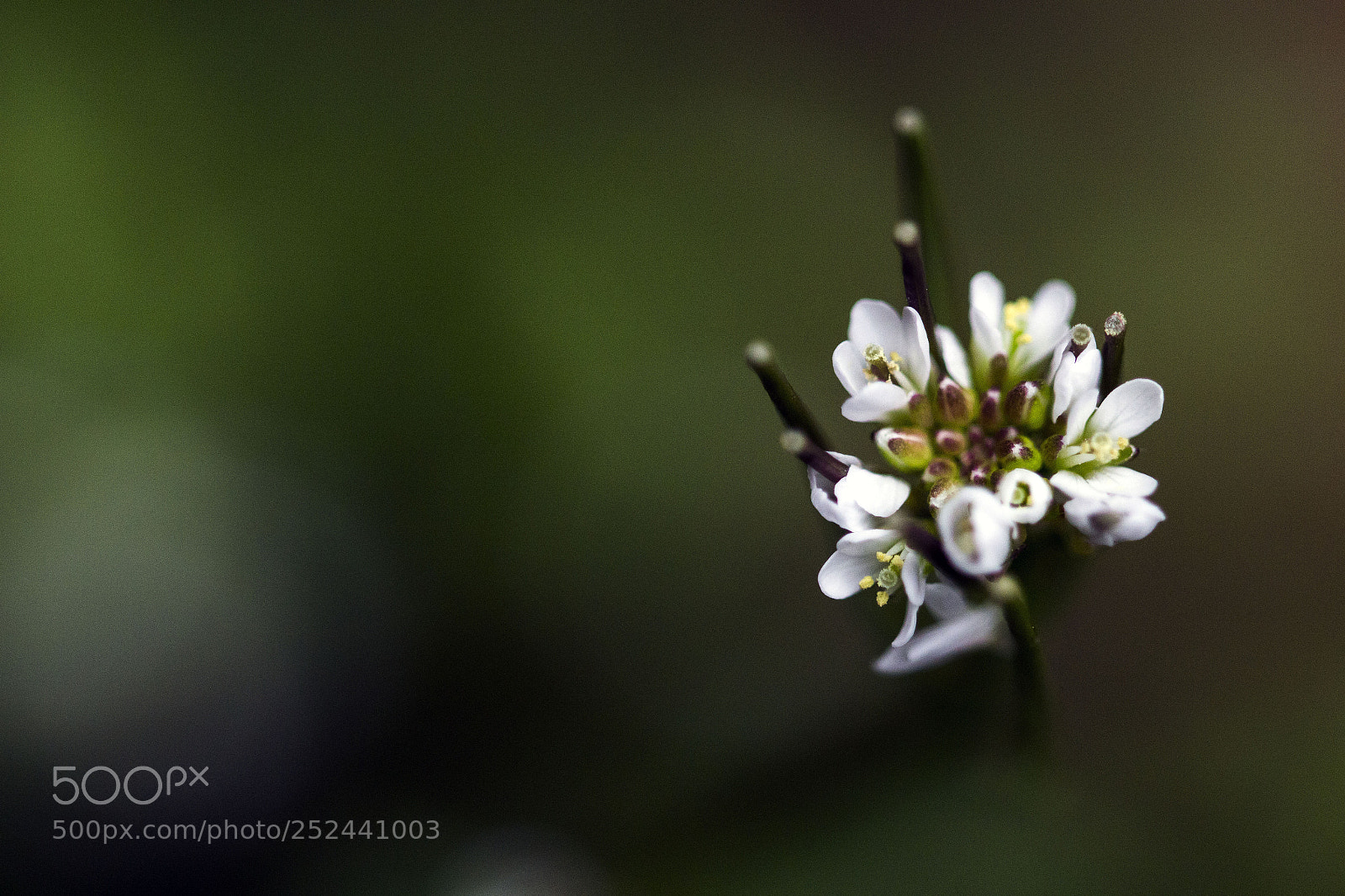 Canon EOS 100D (EOS Rebel SL1 / EOS Kiss X7) sample photo. Springtime photography