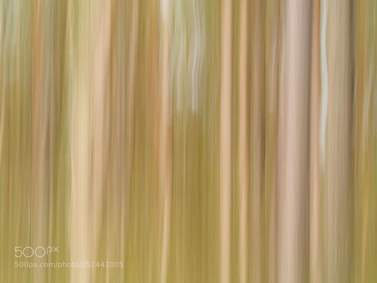 Olympus OM-D E-M5 II sample photo. Grafic wood..... photography