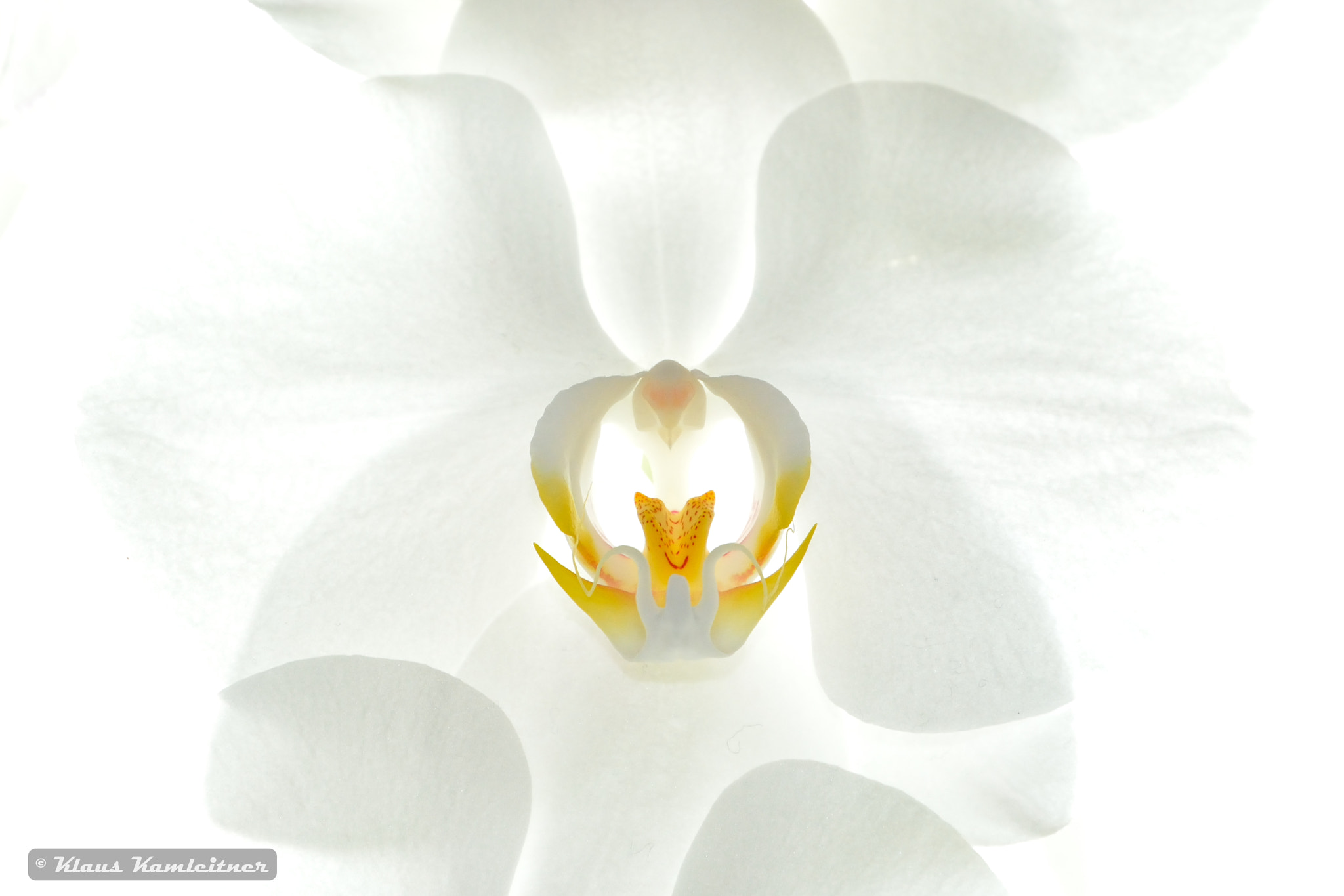 Nikon D5200 sample photo. Flowerart photography