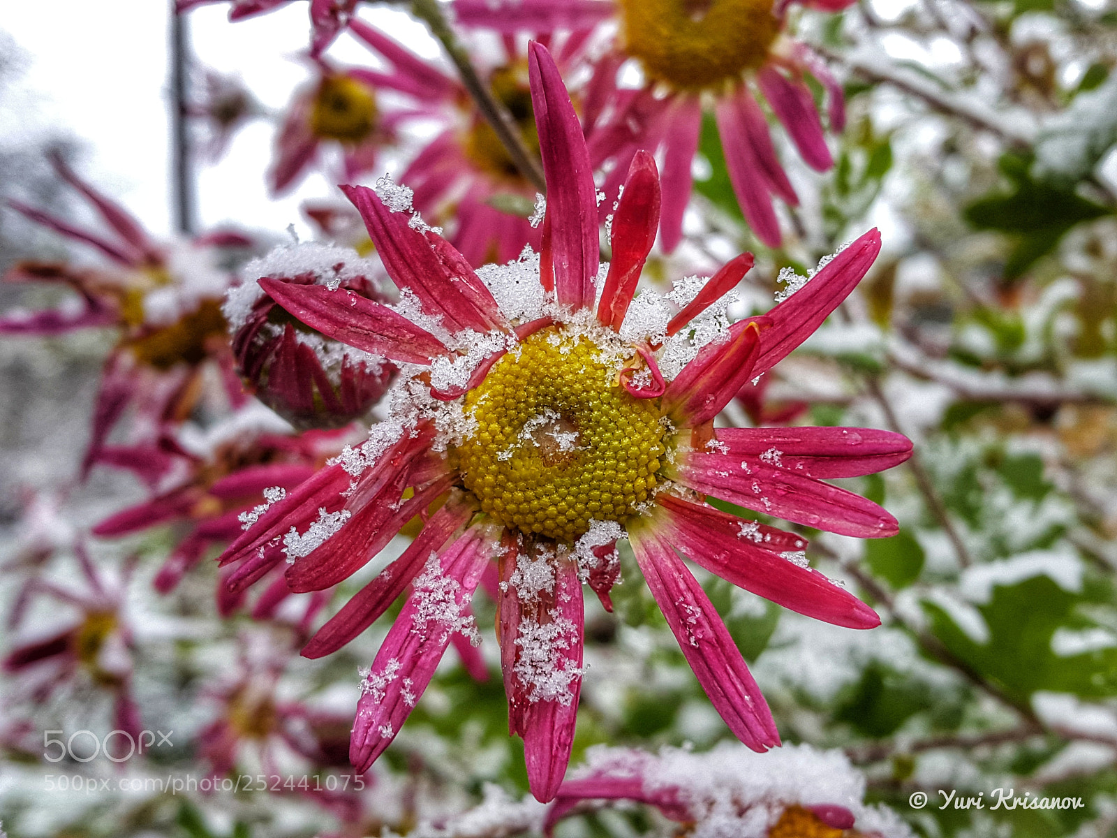 Samsung Galaxy Alpha sample photo. Flowers in the snow photography