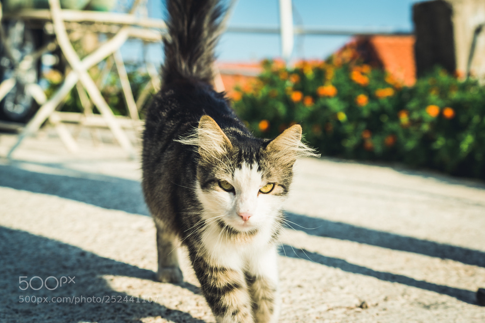 Sony a7 II sample photo. Jane photography
