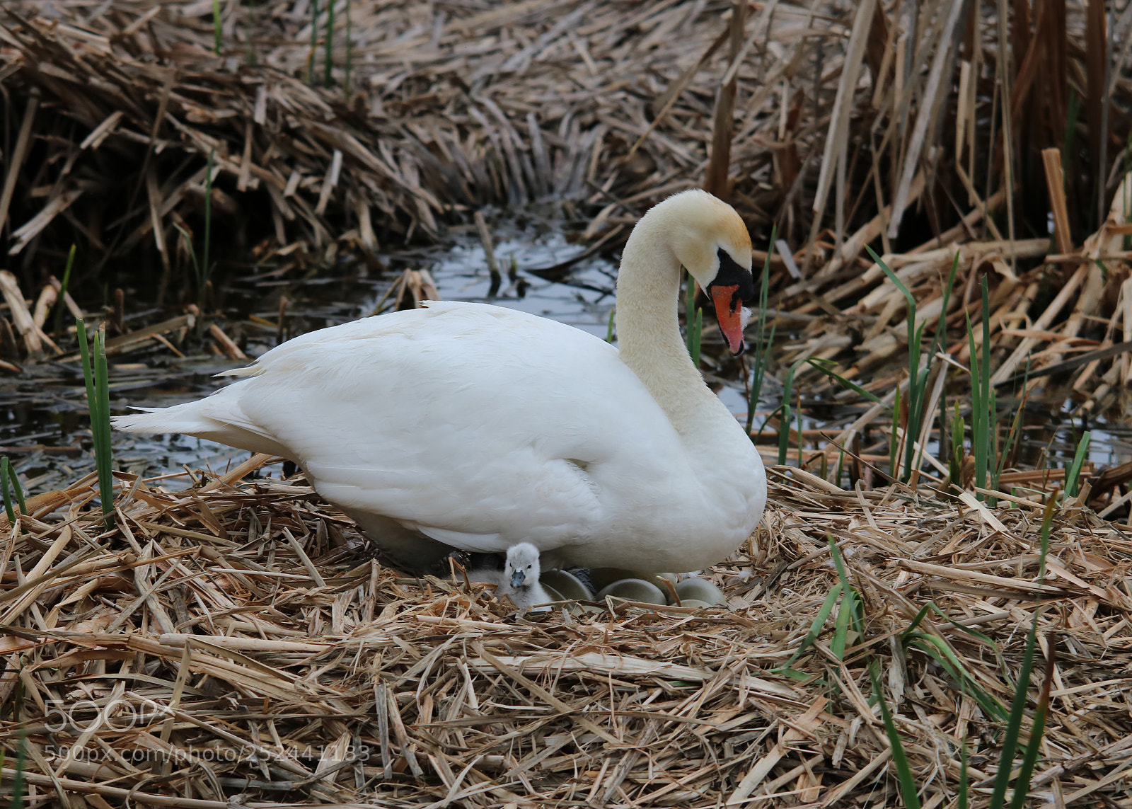 Canon EOS 750D (EOS Rebel T6i / EOS Kiss X8i) sample photo. First born photography