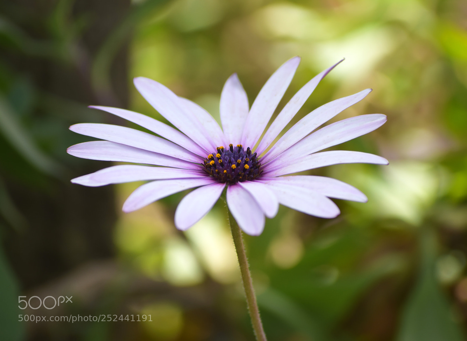 Nikon D5300 sample photo. Flower photography