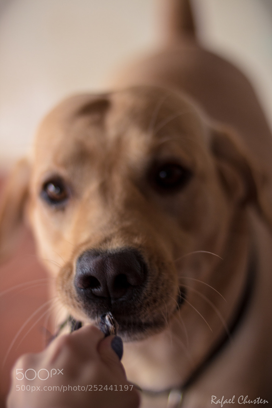 Canon EOS 1300D (EOS Rebel T6 / EOS Kiss X80) sample photo. Dogs photography