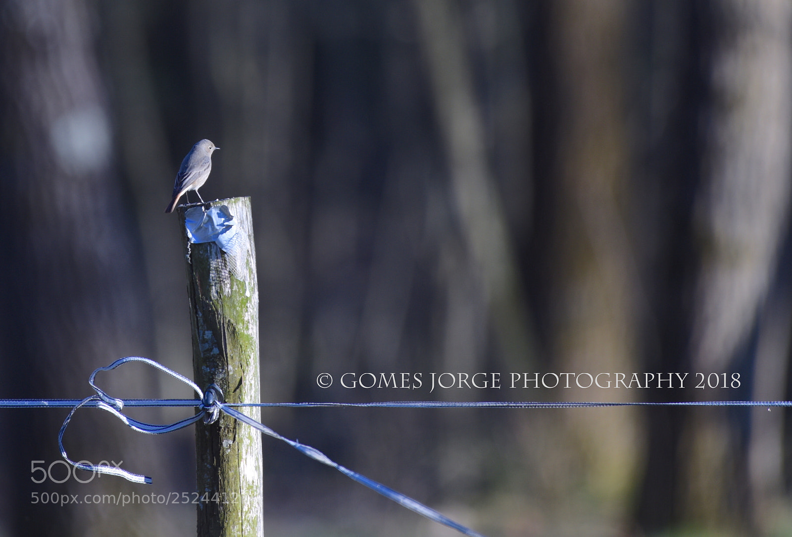 Nikon D810 sample photo. Posing photography