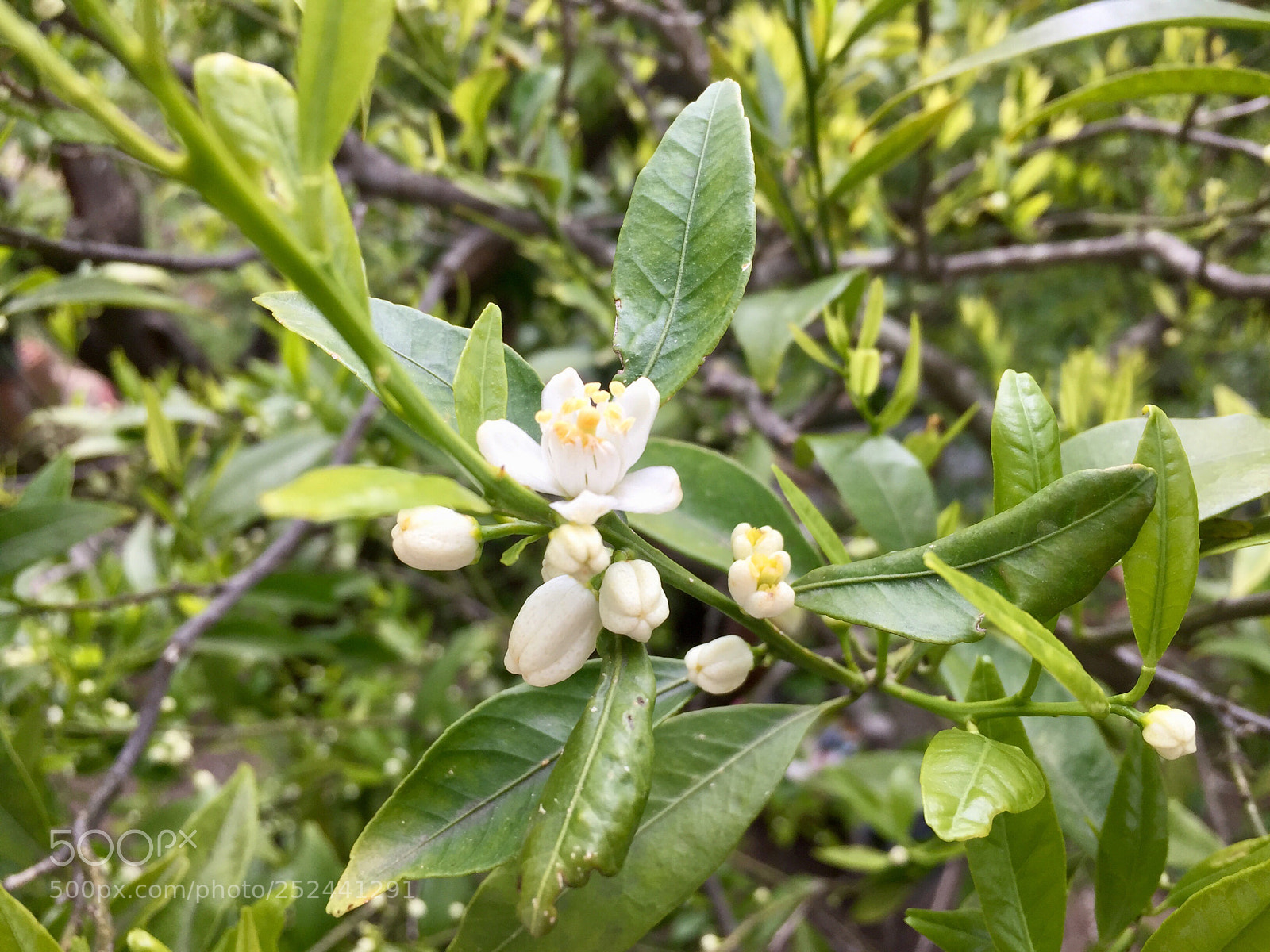 Apple iPhone 6 sample photo. Untitled photography