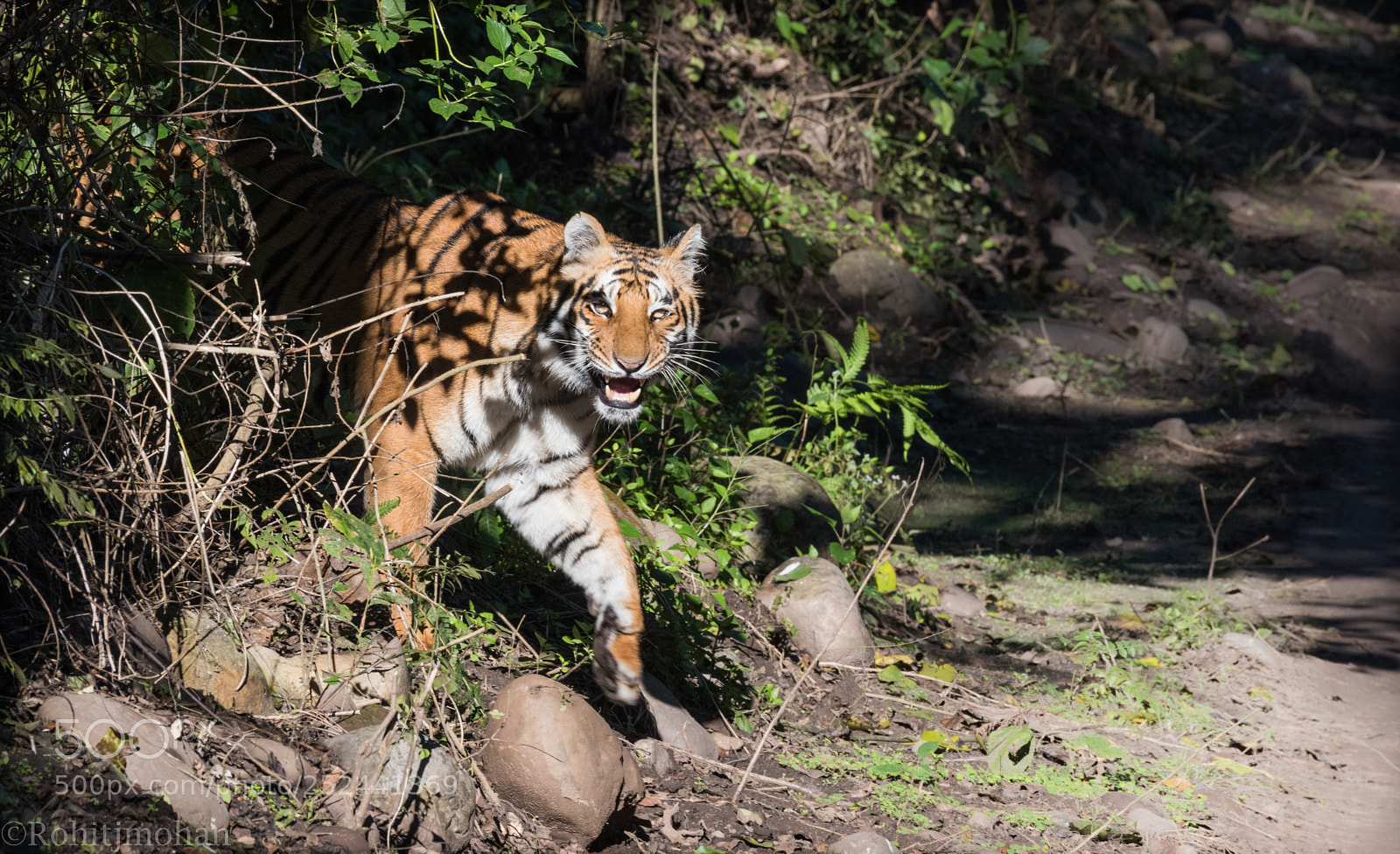 Nikon D810 sample photo. The majestic tiger photography
