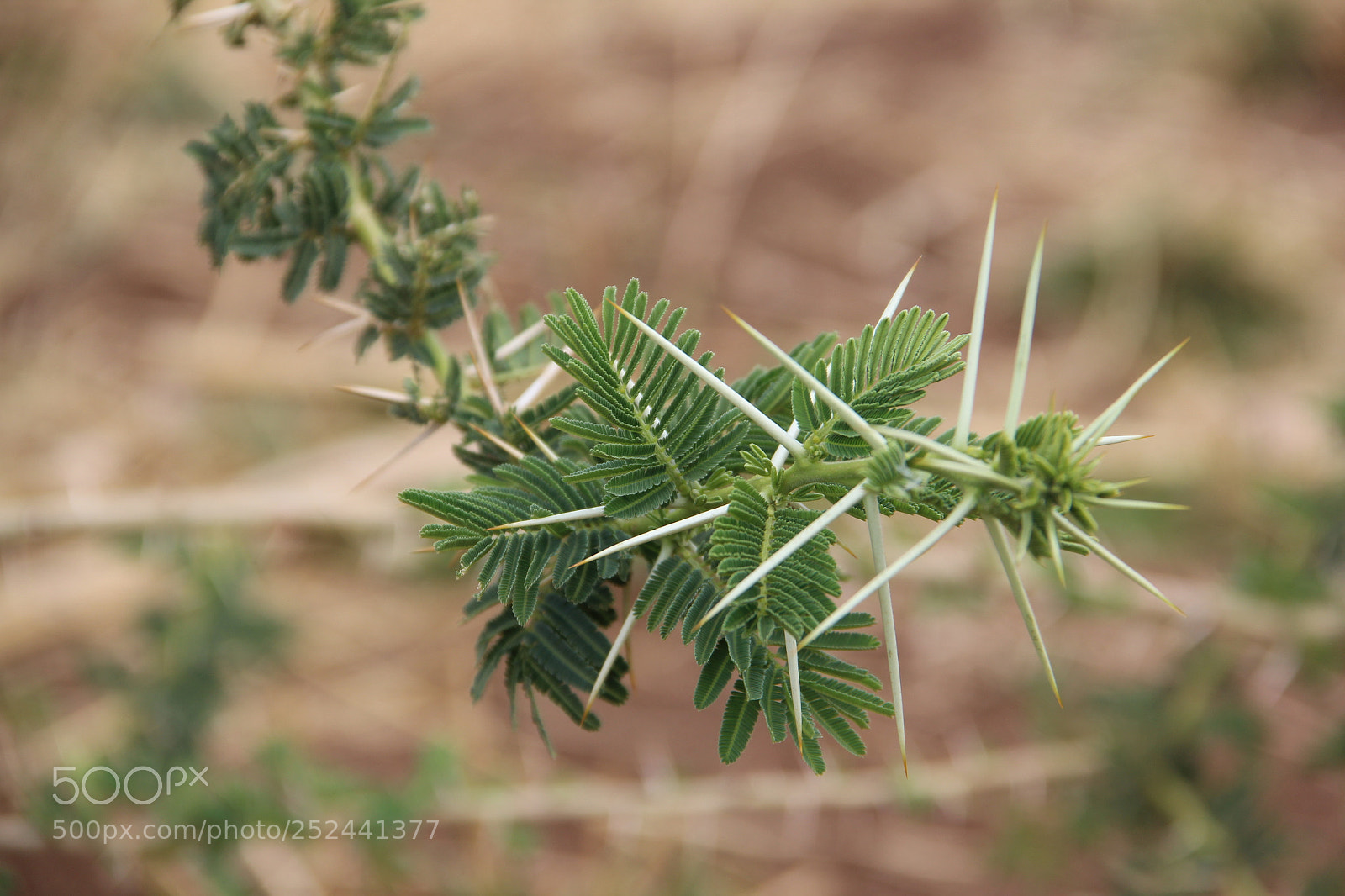 Canon EF-S 18-135mm F3.5-5.6 IS sample photo. Beauty photography